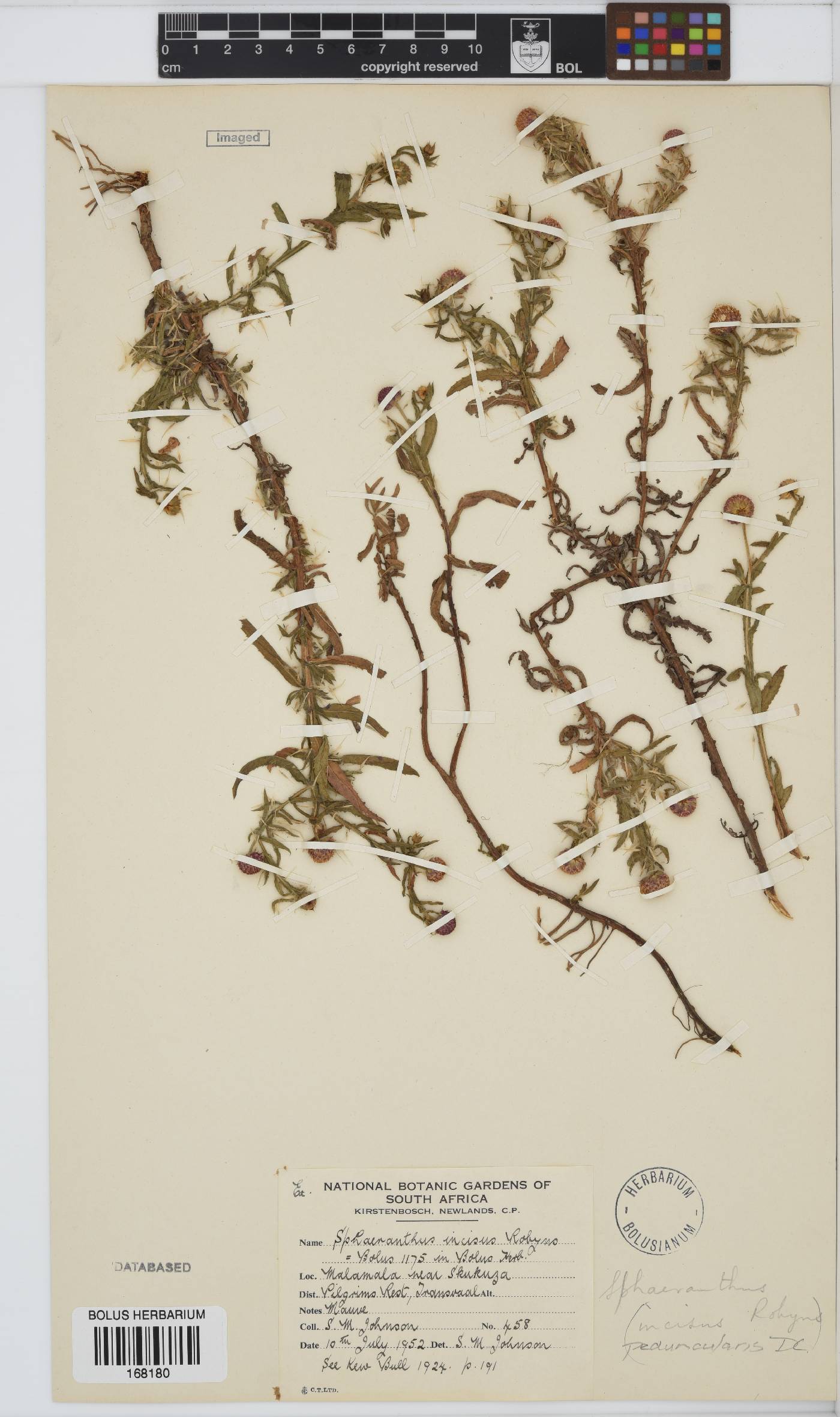 Sphaeranthus peduncularis image