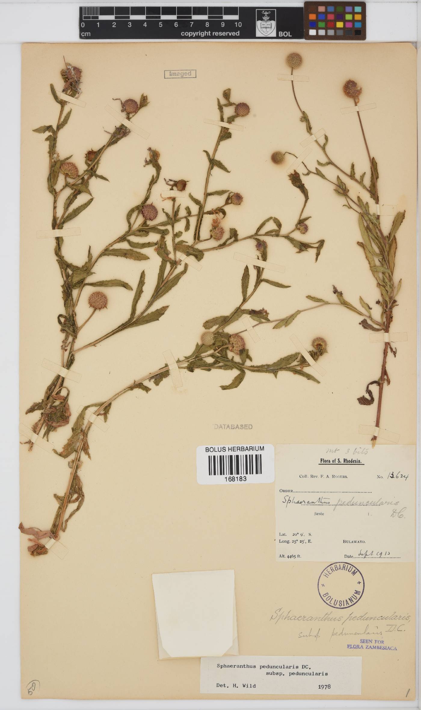 Sphaeranthus peduncularis image