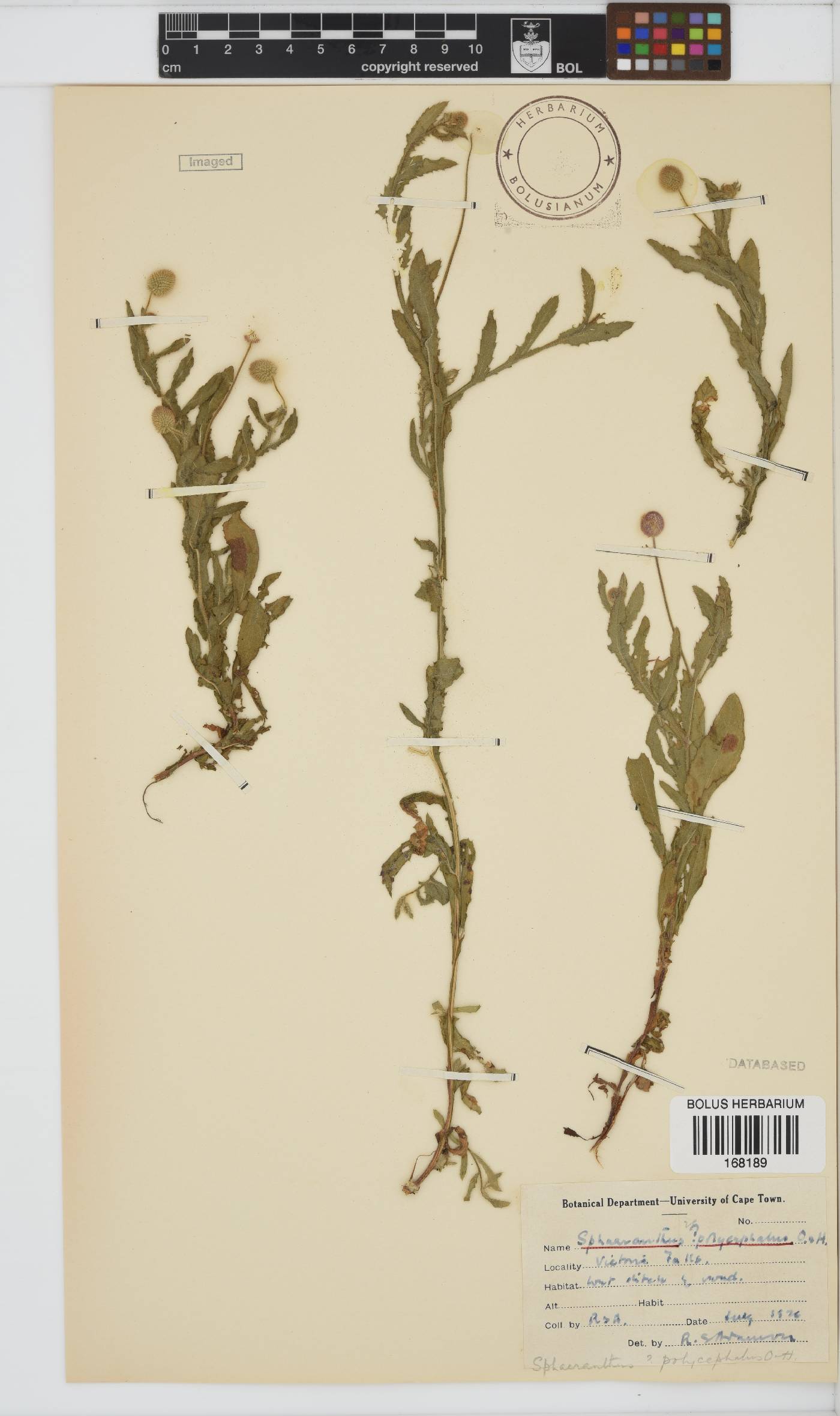 Sphaeranthus peduncularis image