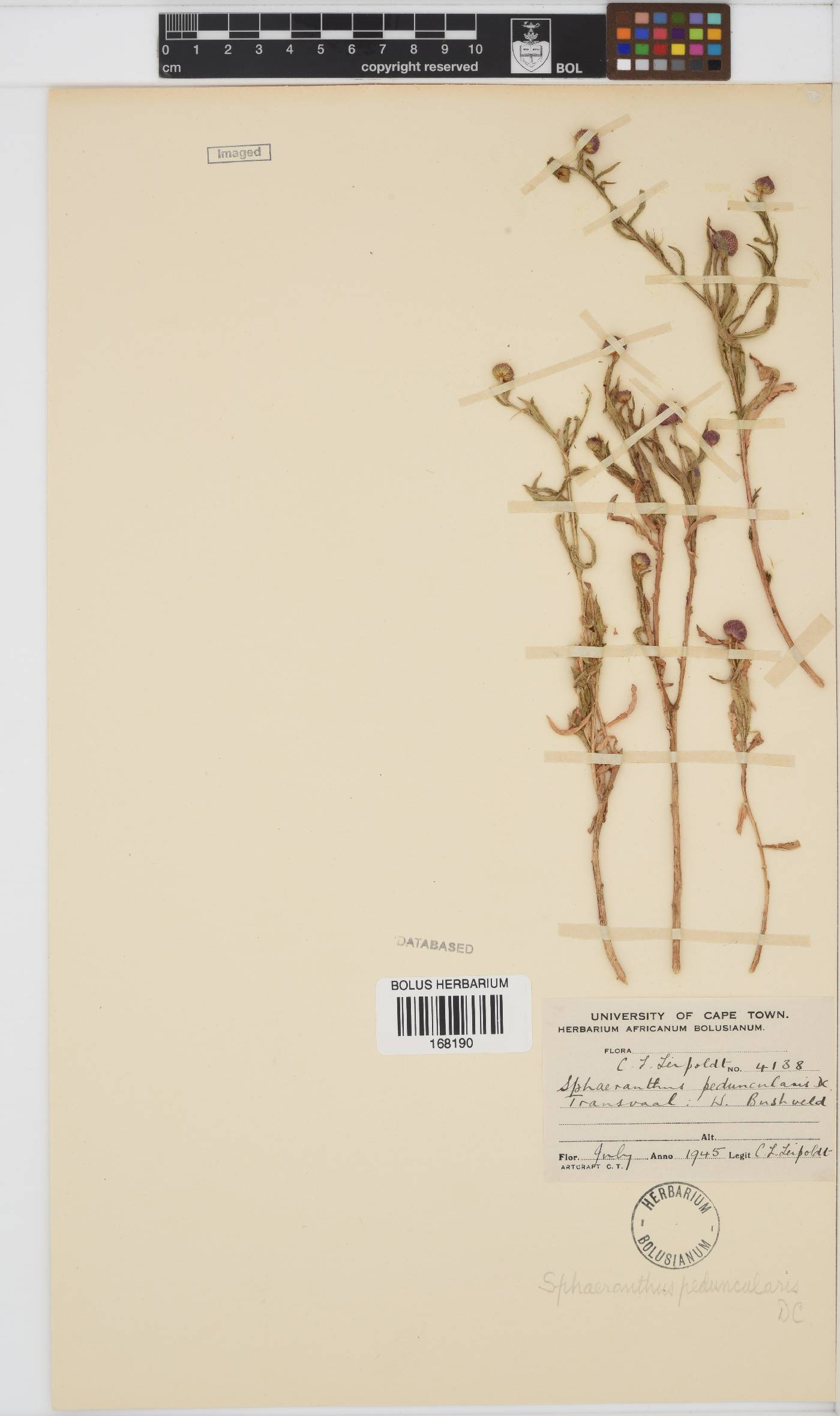 Sphaeranthus image
