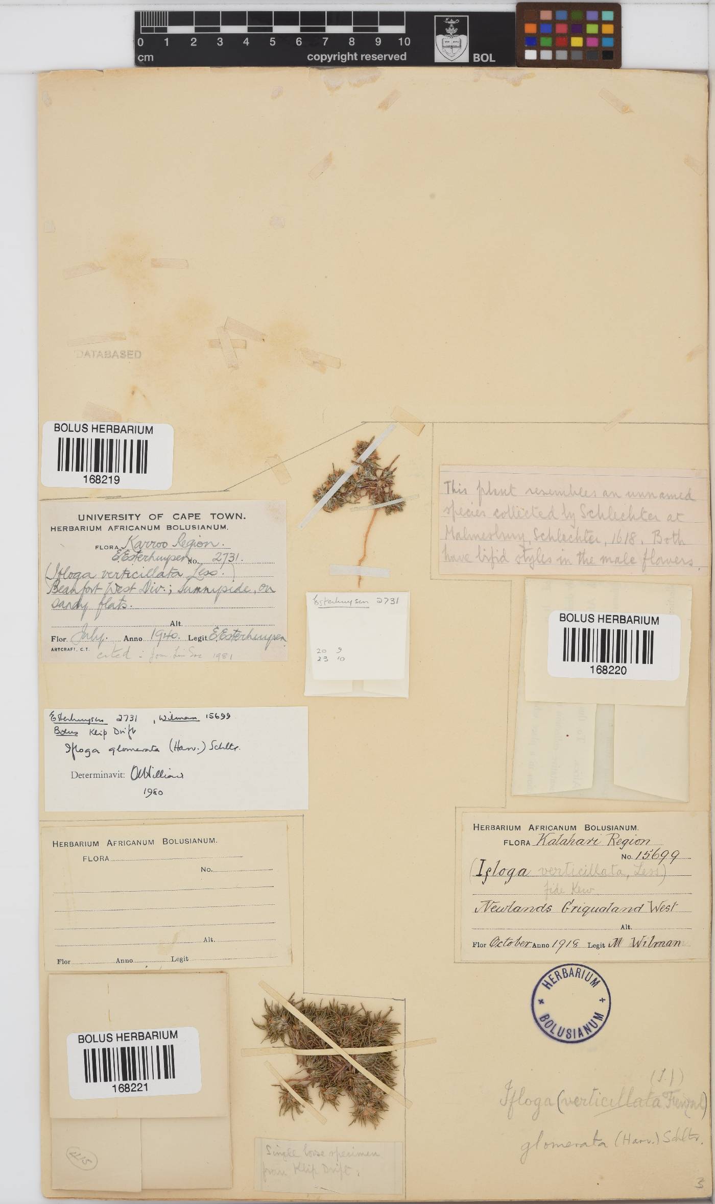 Ifloga glomerata image