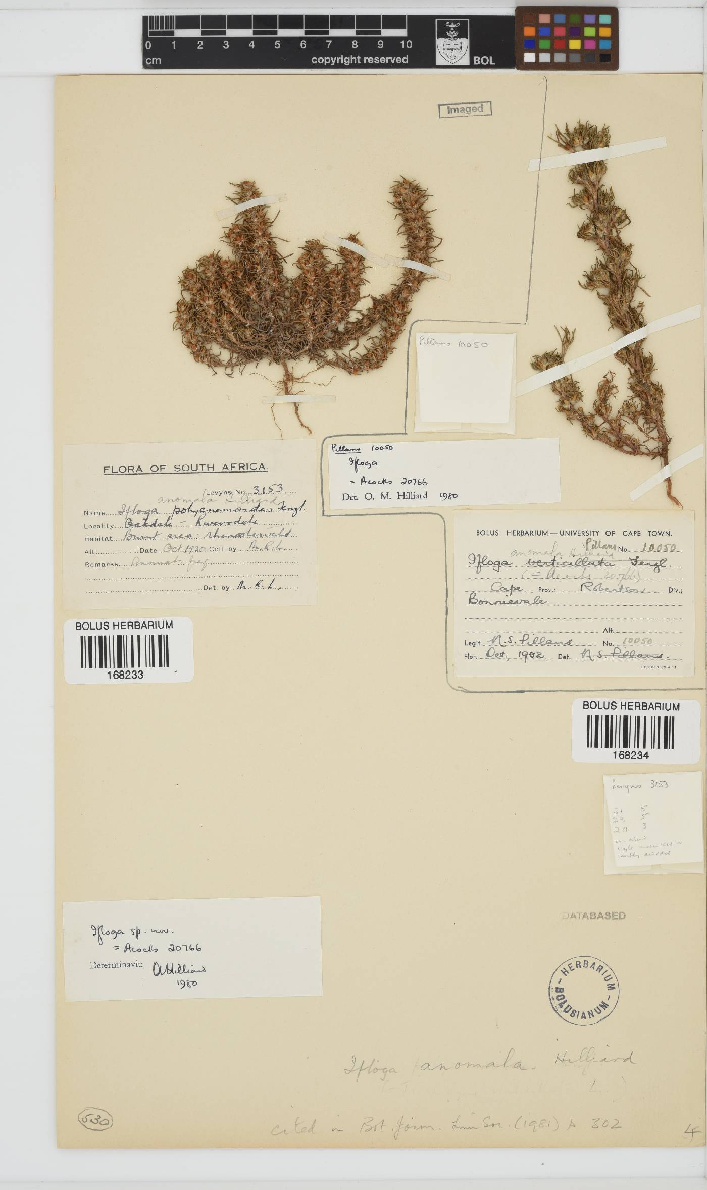 Ifloga anomala image