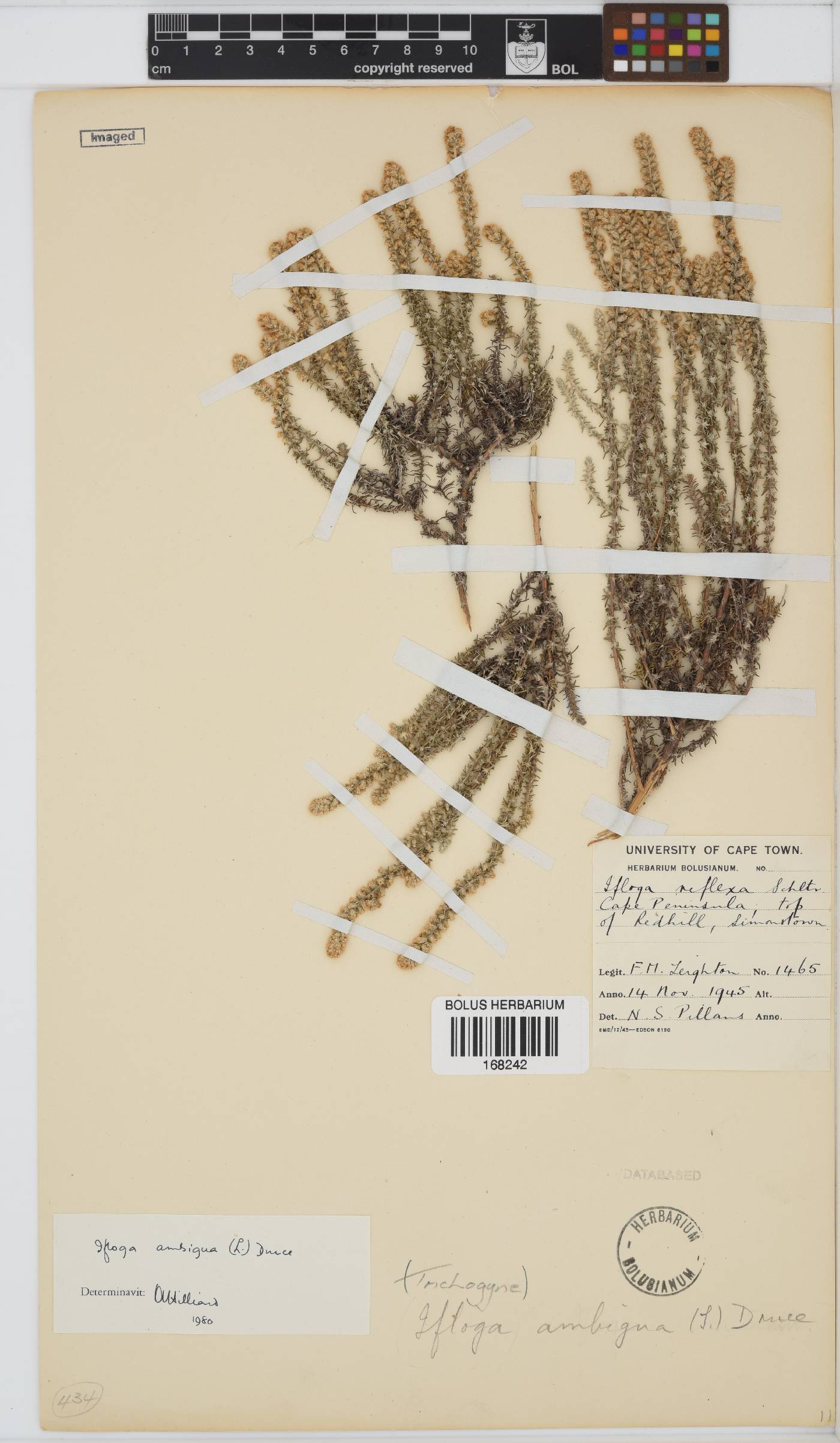 Ifloga ambigua image