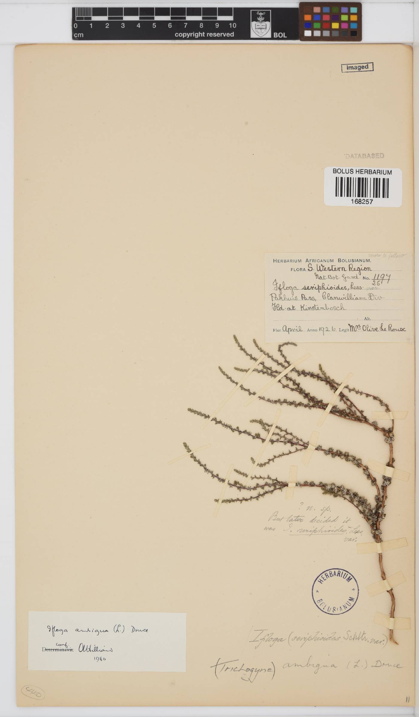 Ifloga ambigua image