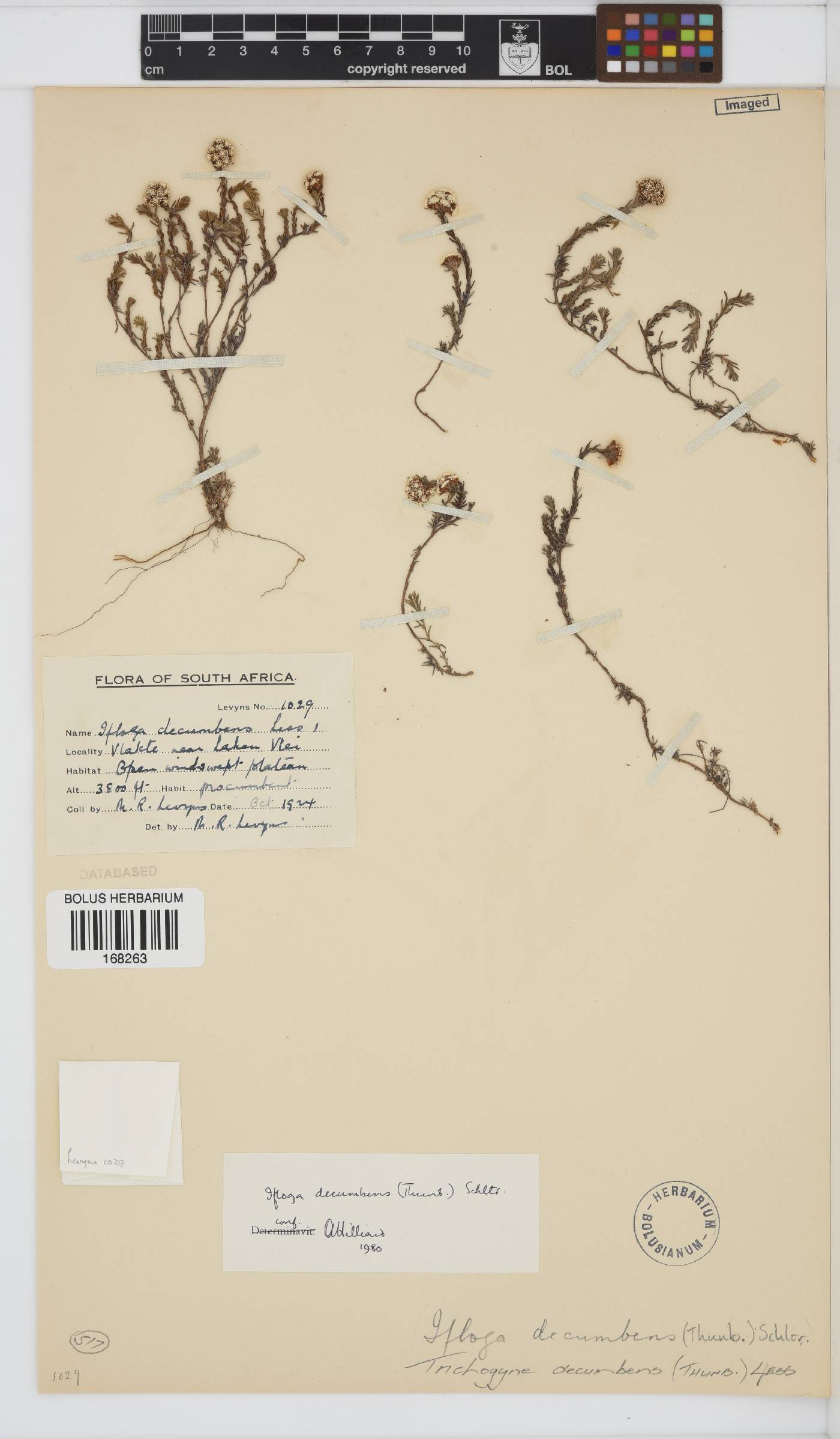 Ifloga decumbens image