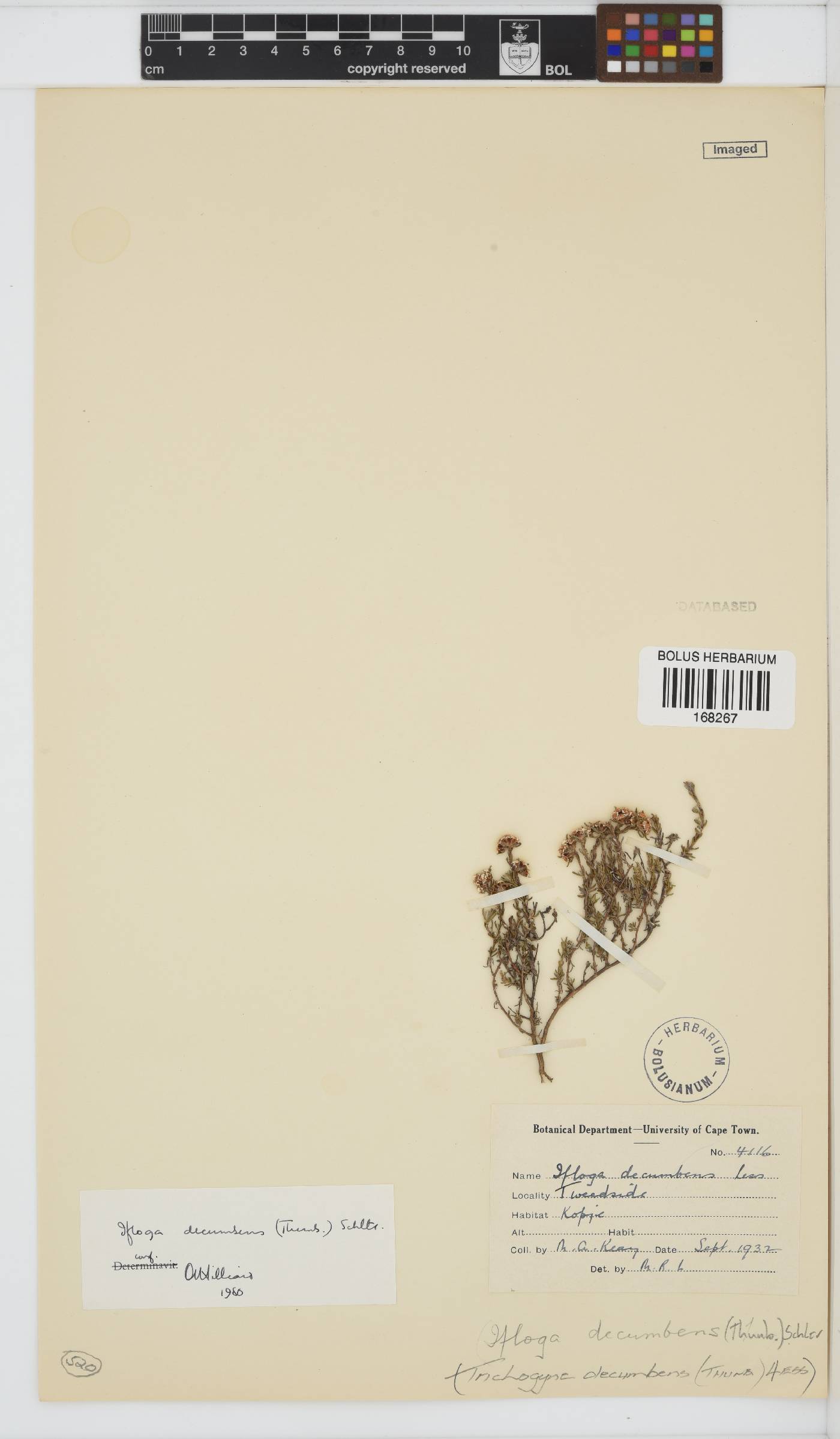 Ifloga decumbens image