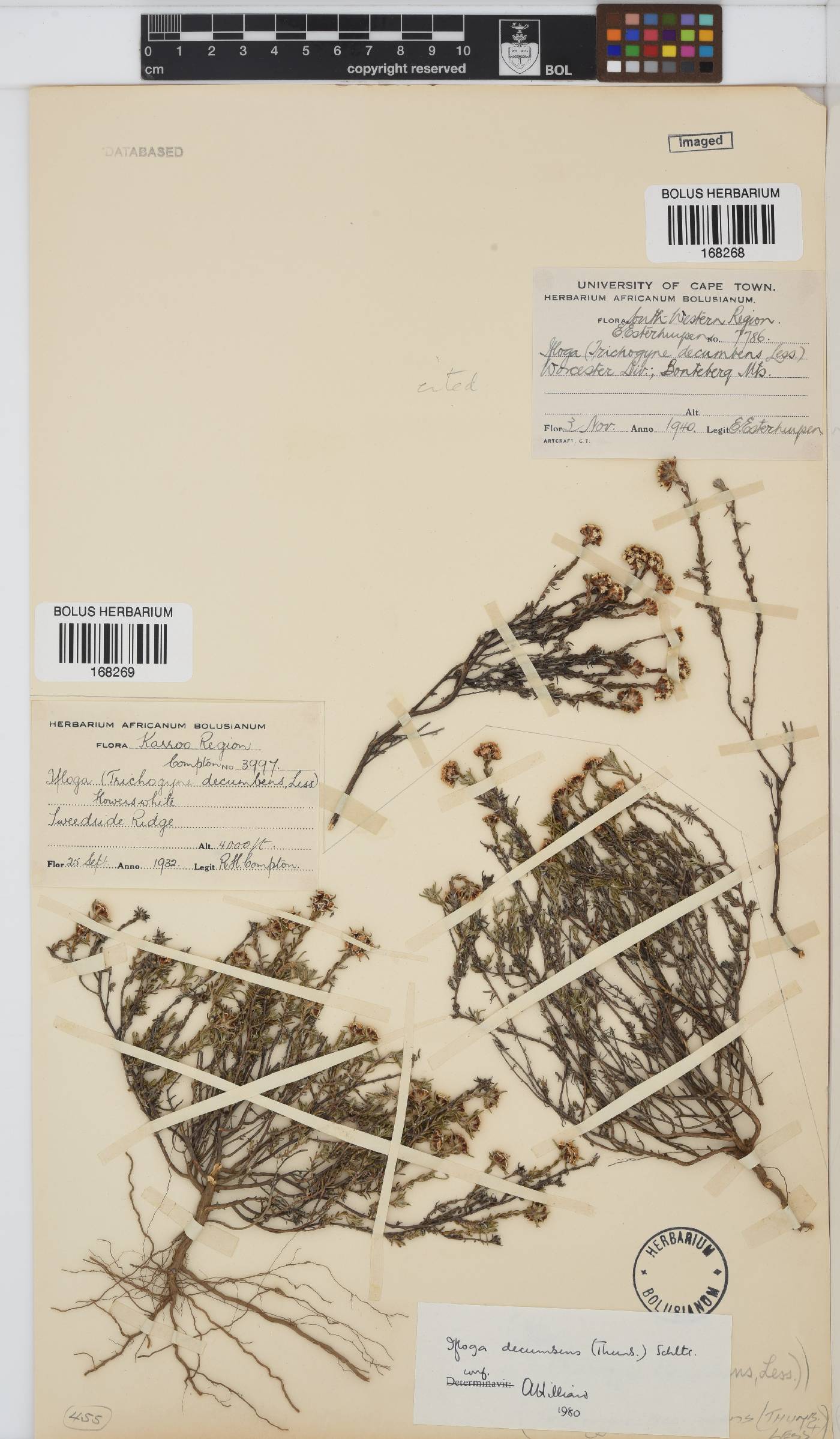 Ifloga decumbens image