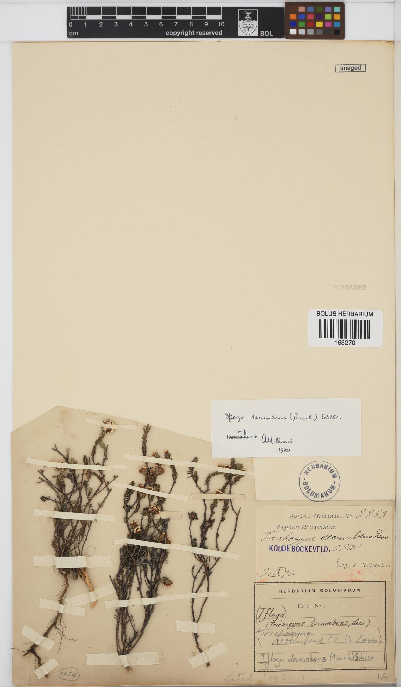 Ifloga decumbens image