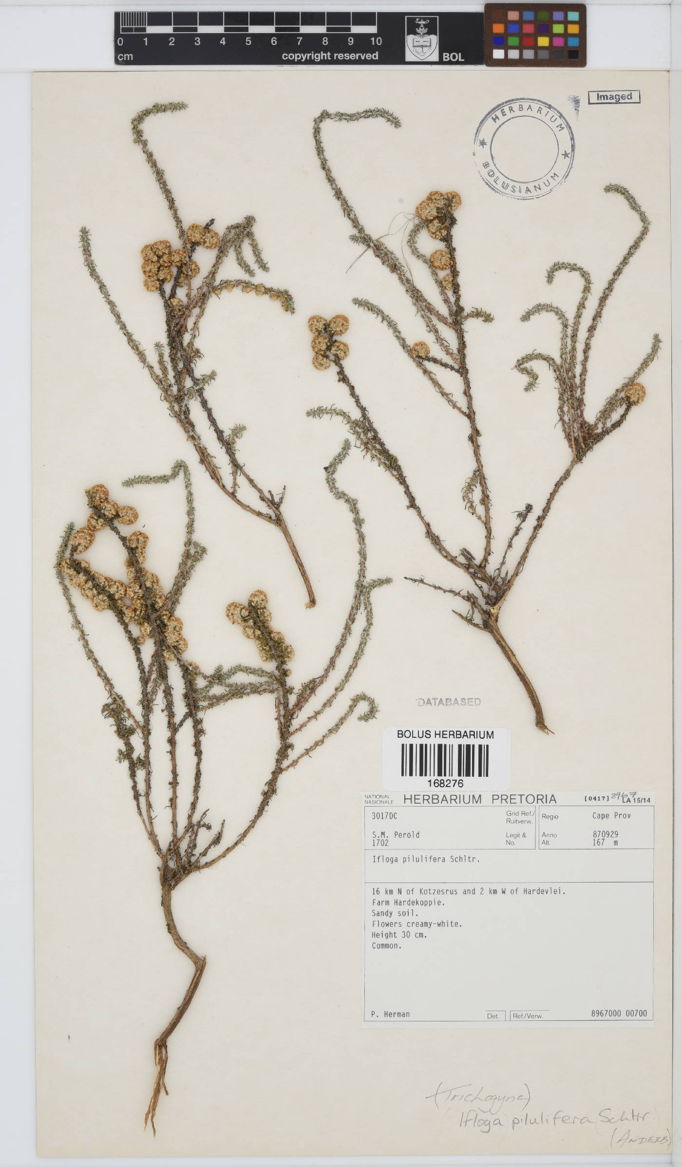 Ifloga pilulifera image