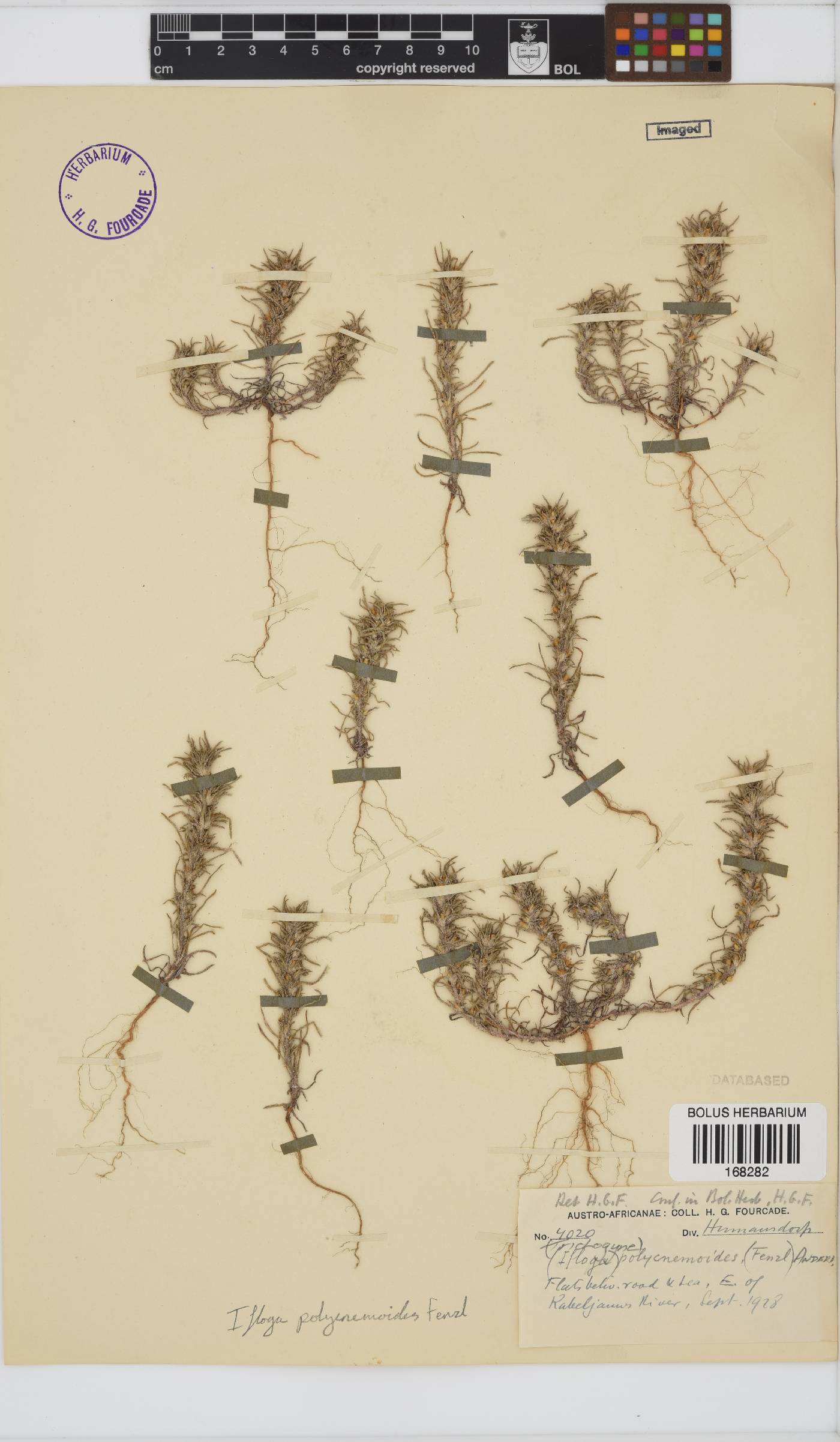 Ifloga polycnemoides image