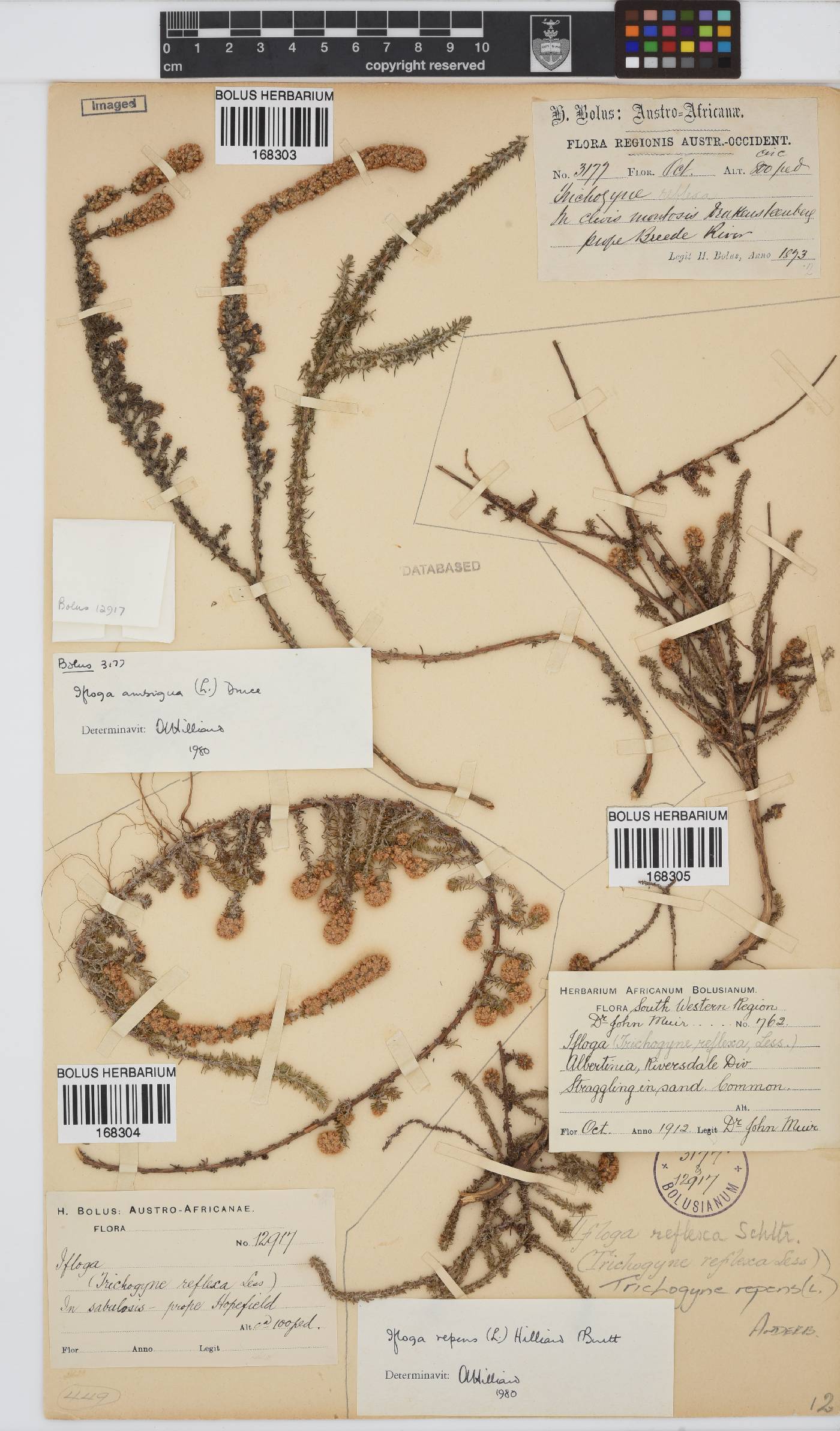 Ifloga repens image