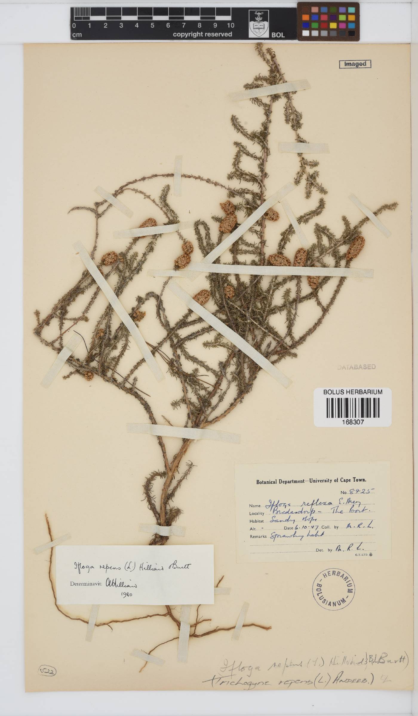 Ifloga repens image