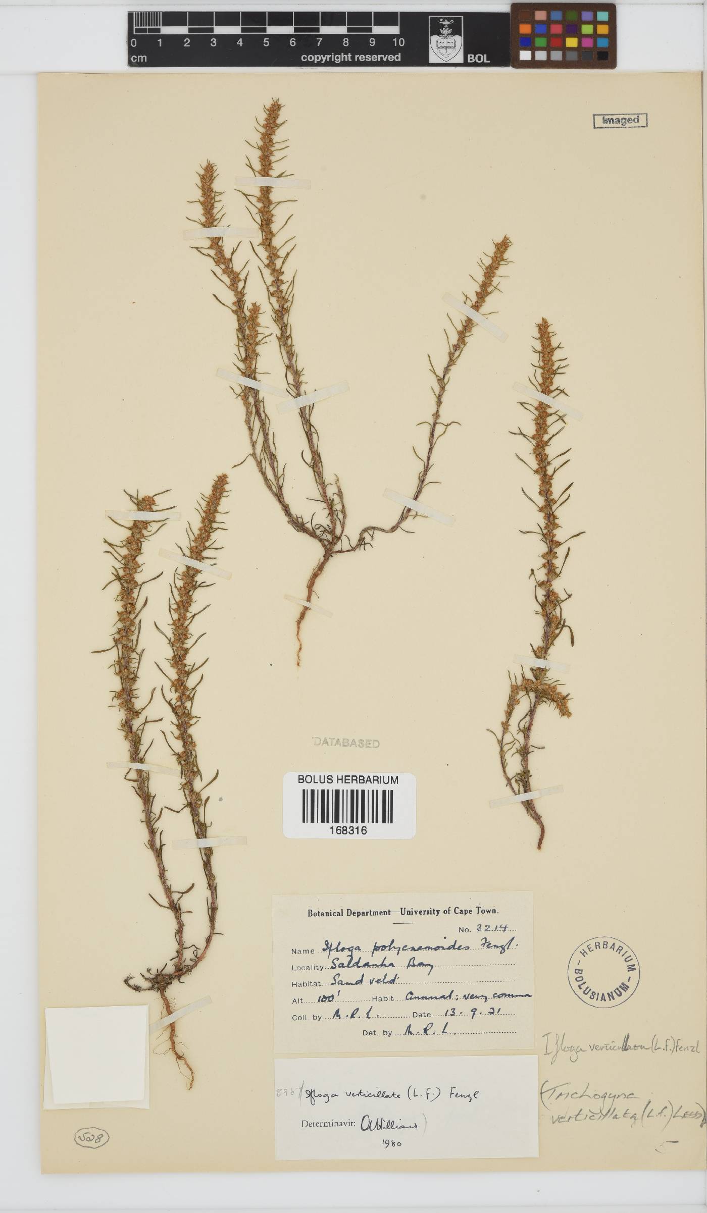 Ifloga verticillata image