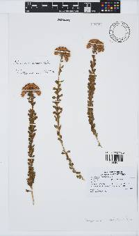 Athanasia trifurcata image