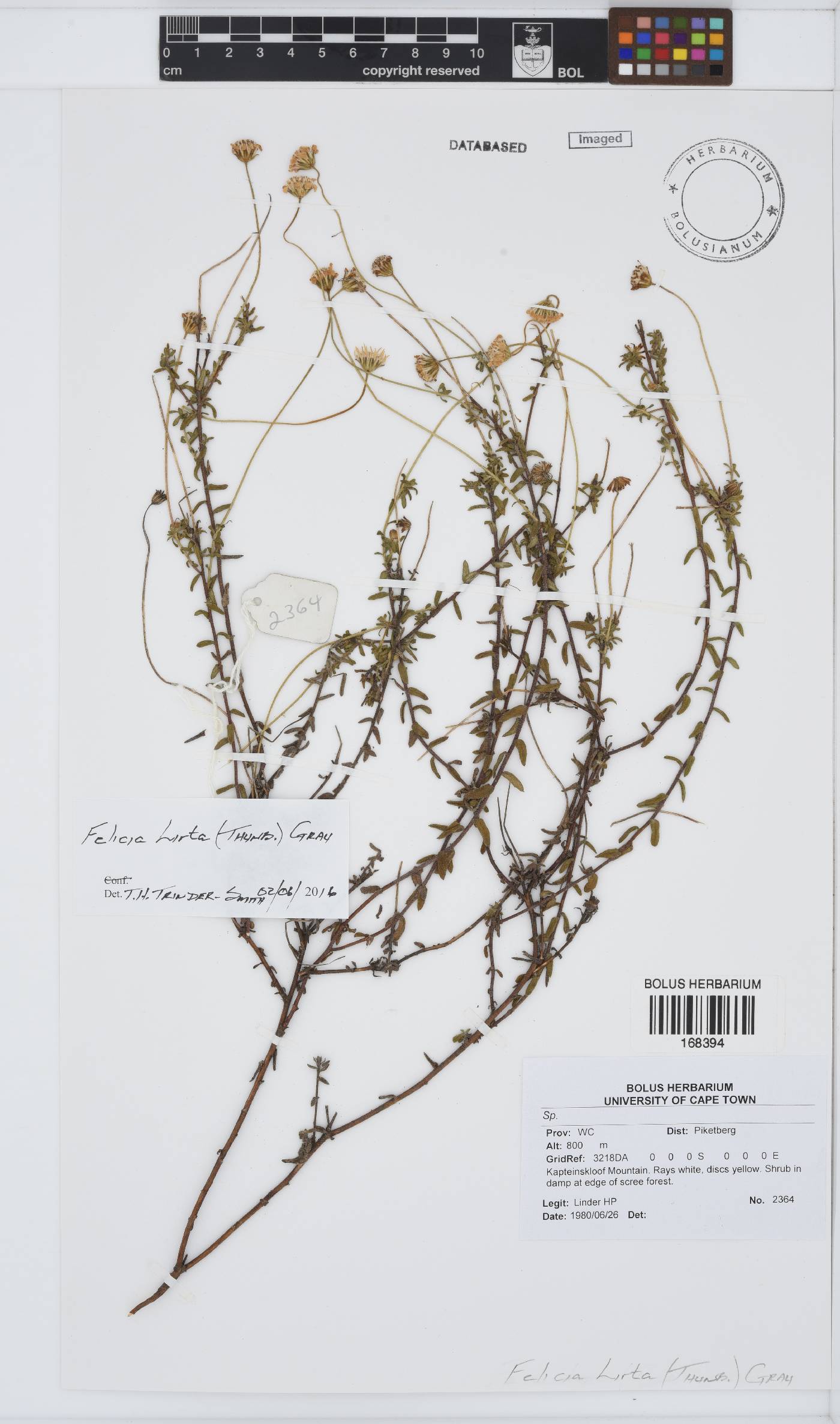 Felicia hirta image