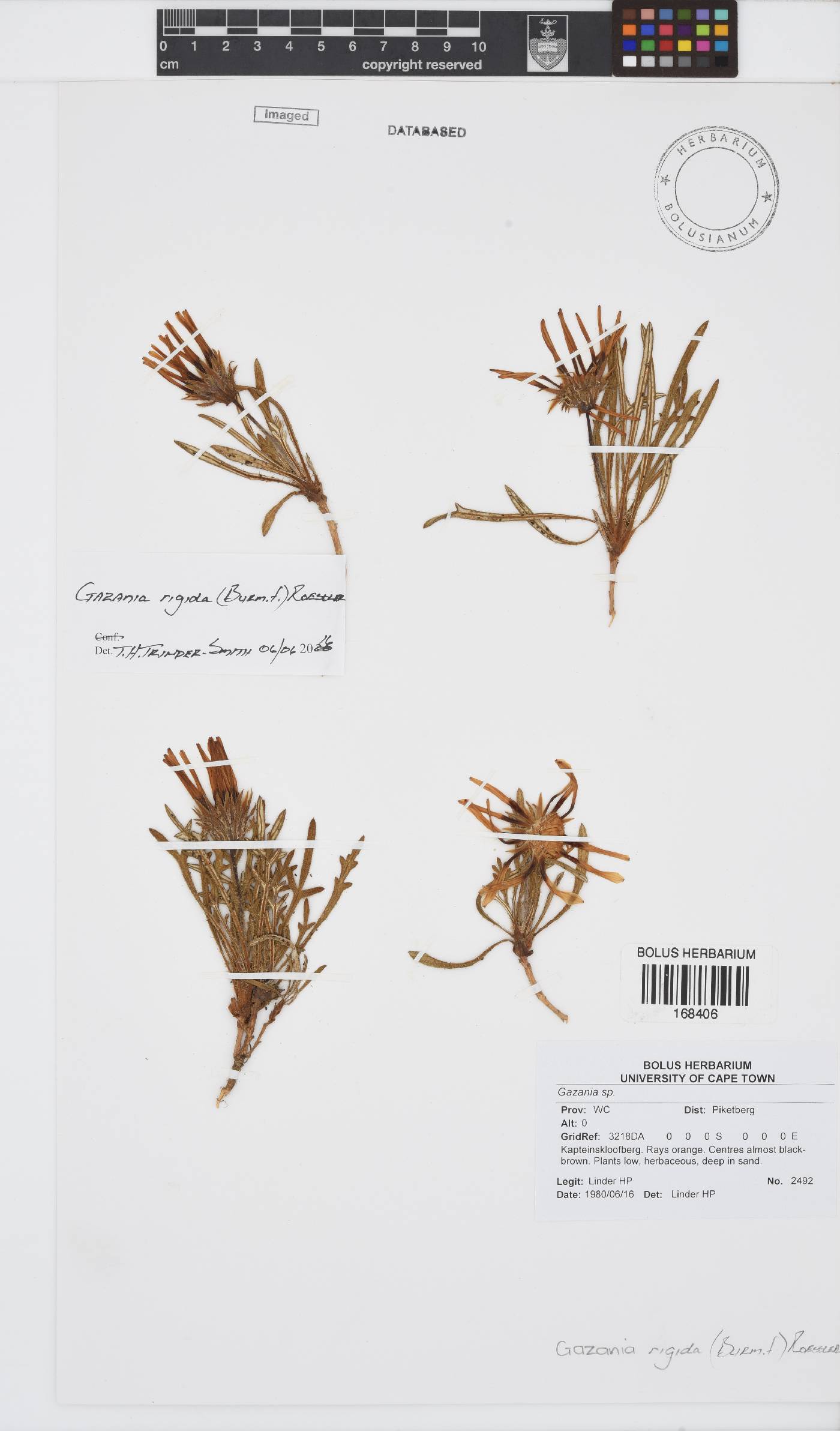 Gazania rigida image