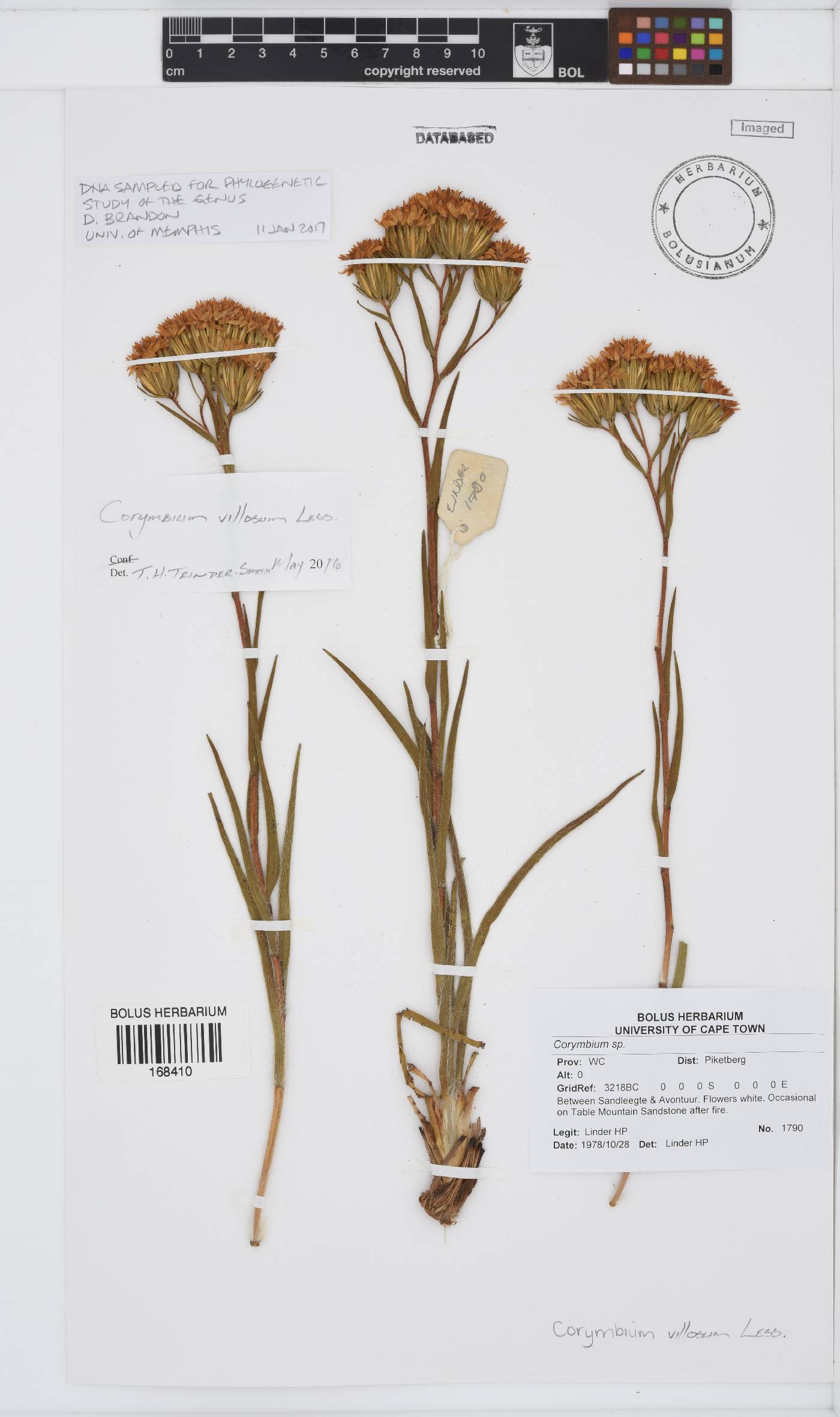 Corymbium villosum image