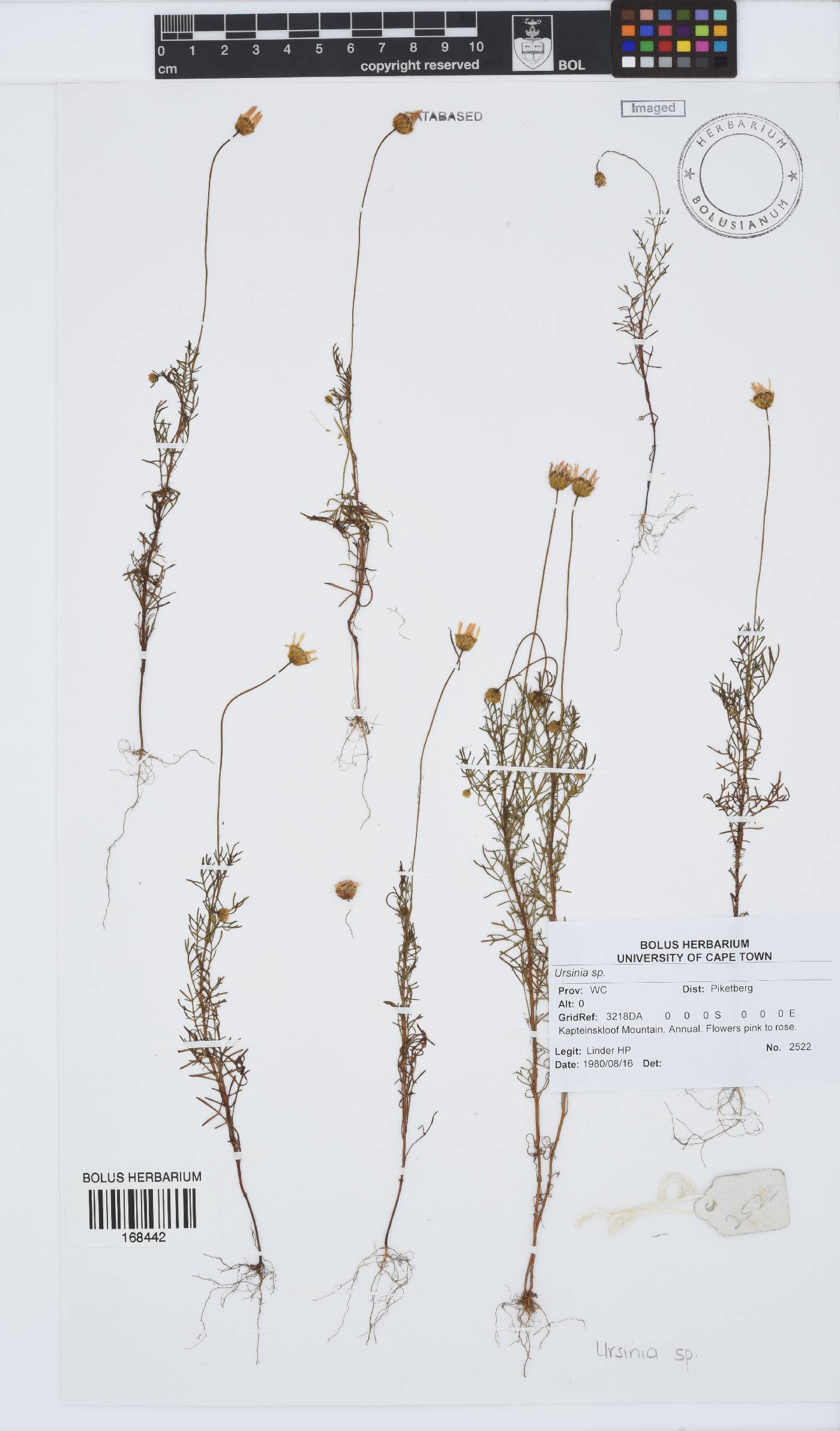 Ursinia image