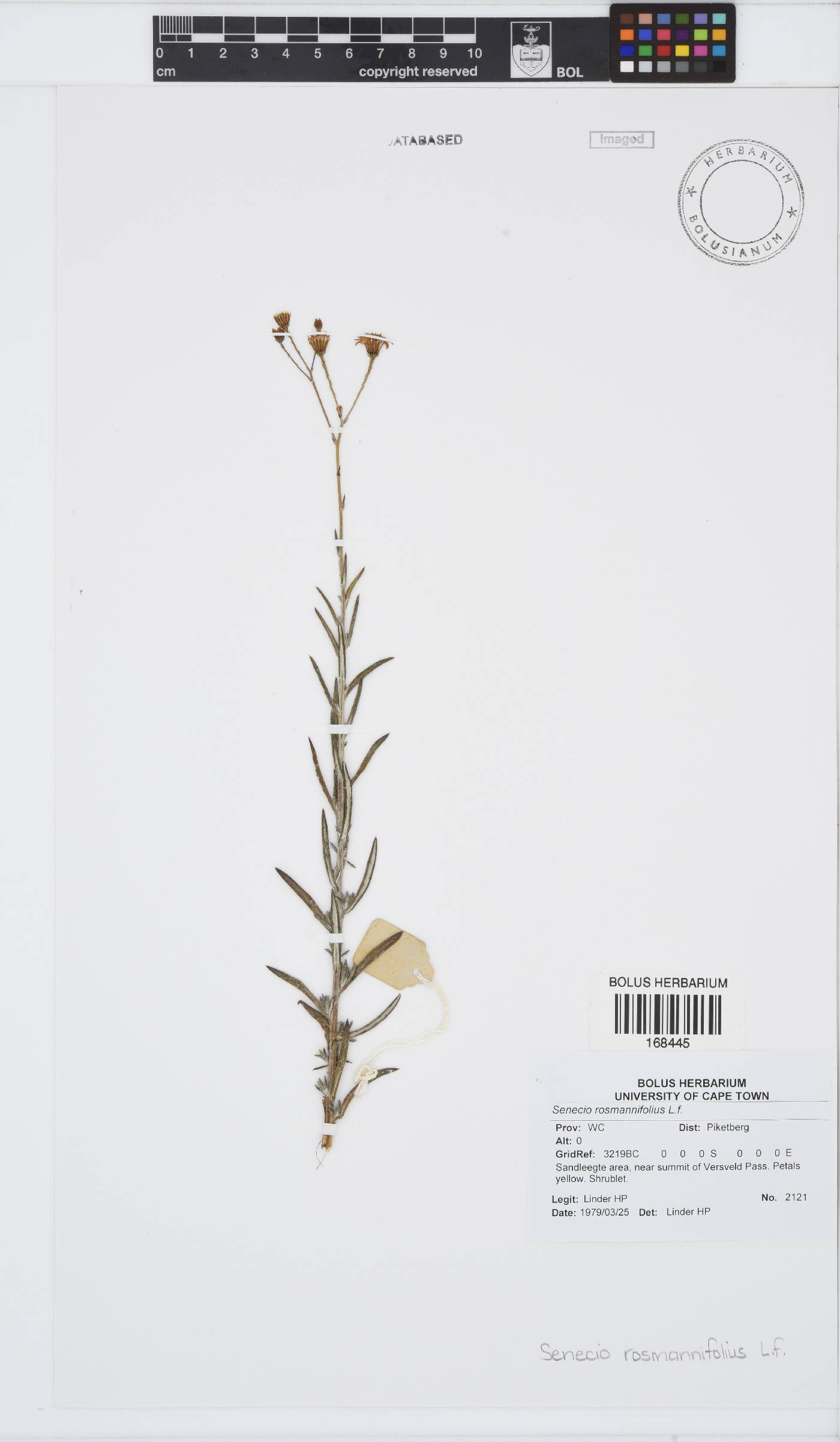 Senecio rosmarinifolius image