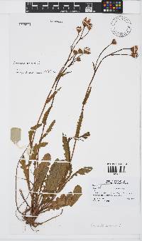 Senecio erosus image