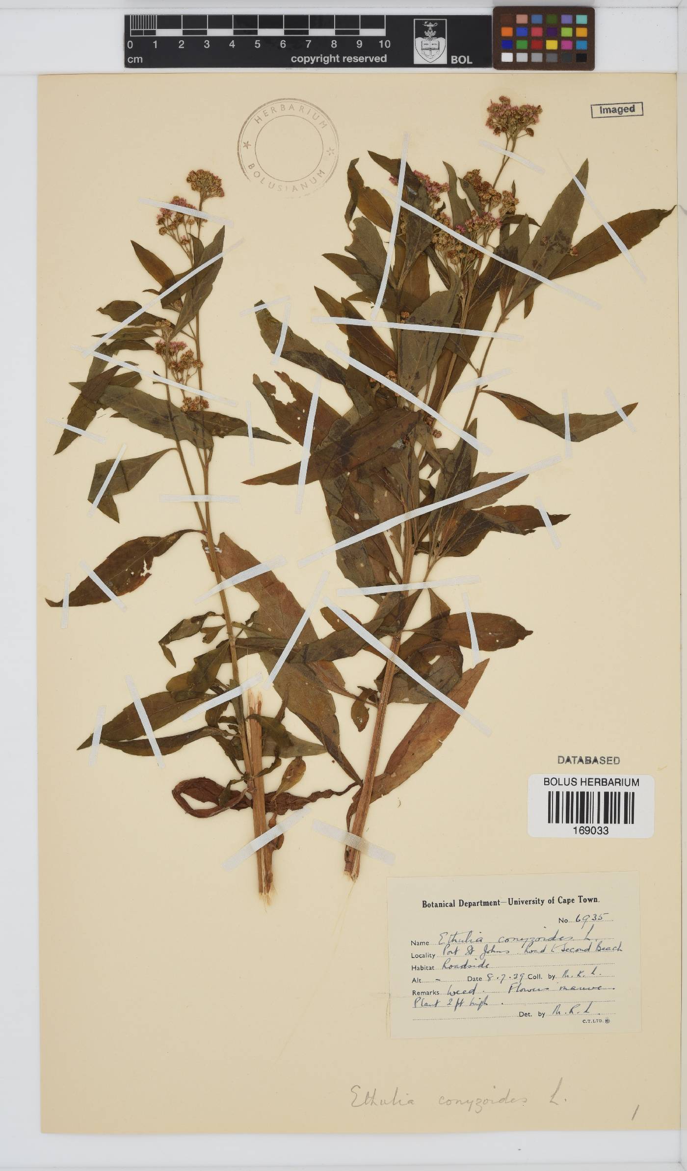 Ethulia conyzoides image