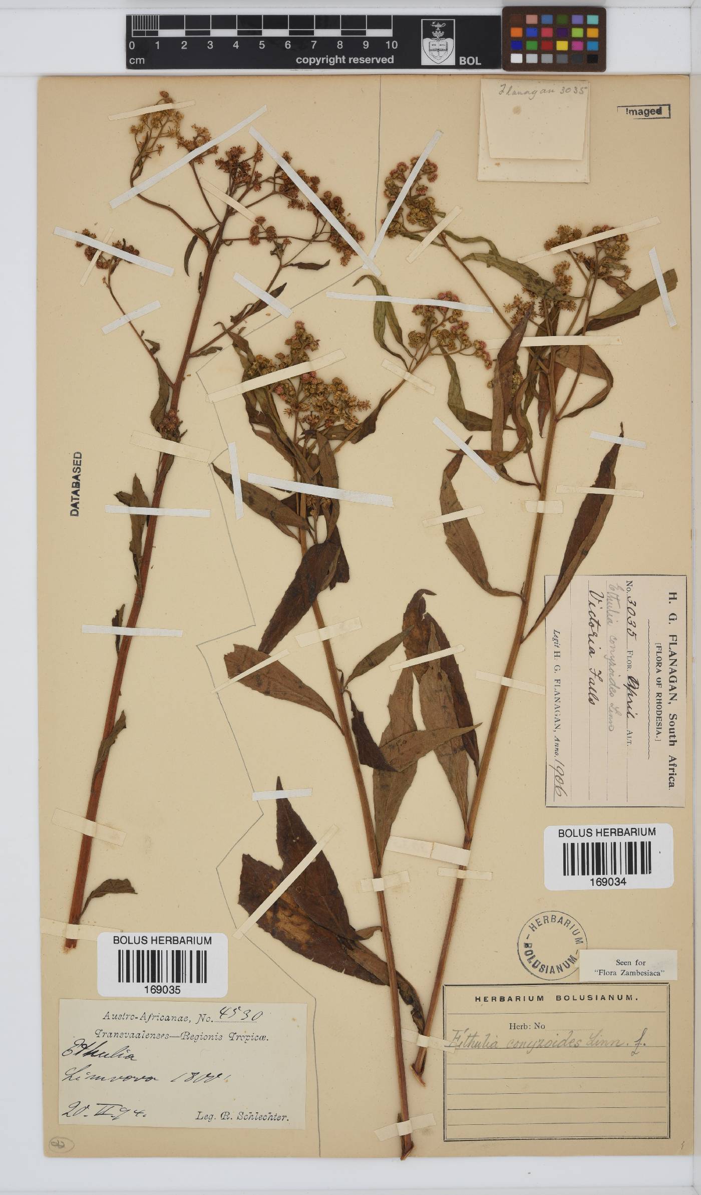 Ethulia conyzoides image