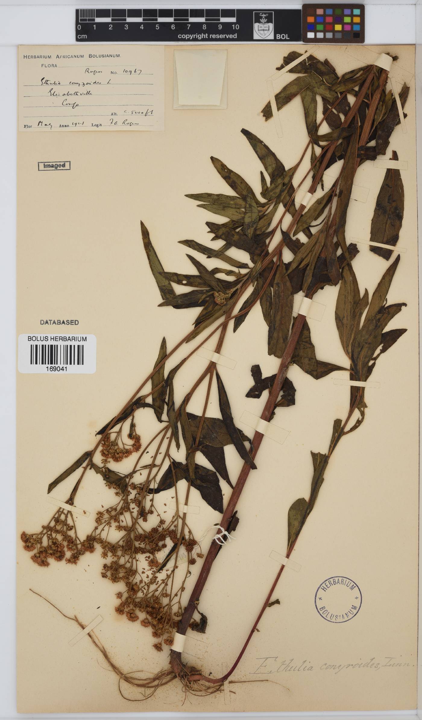 Ethulia conyzoides image