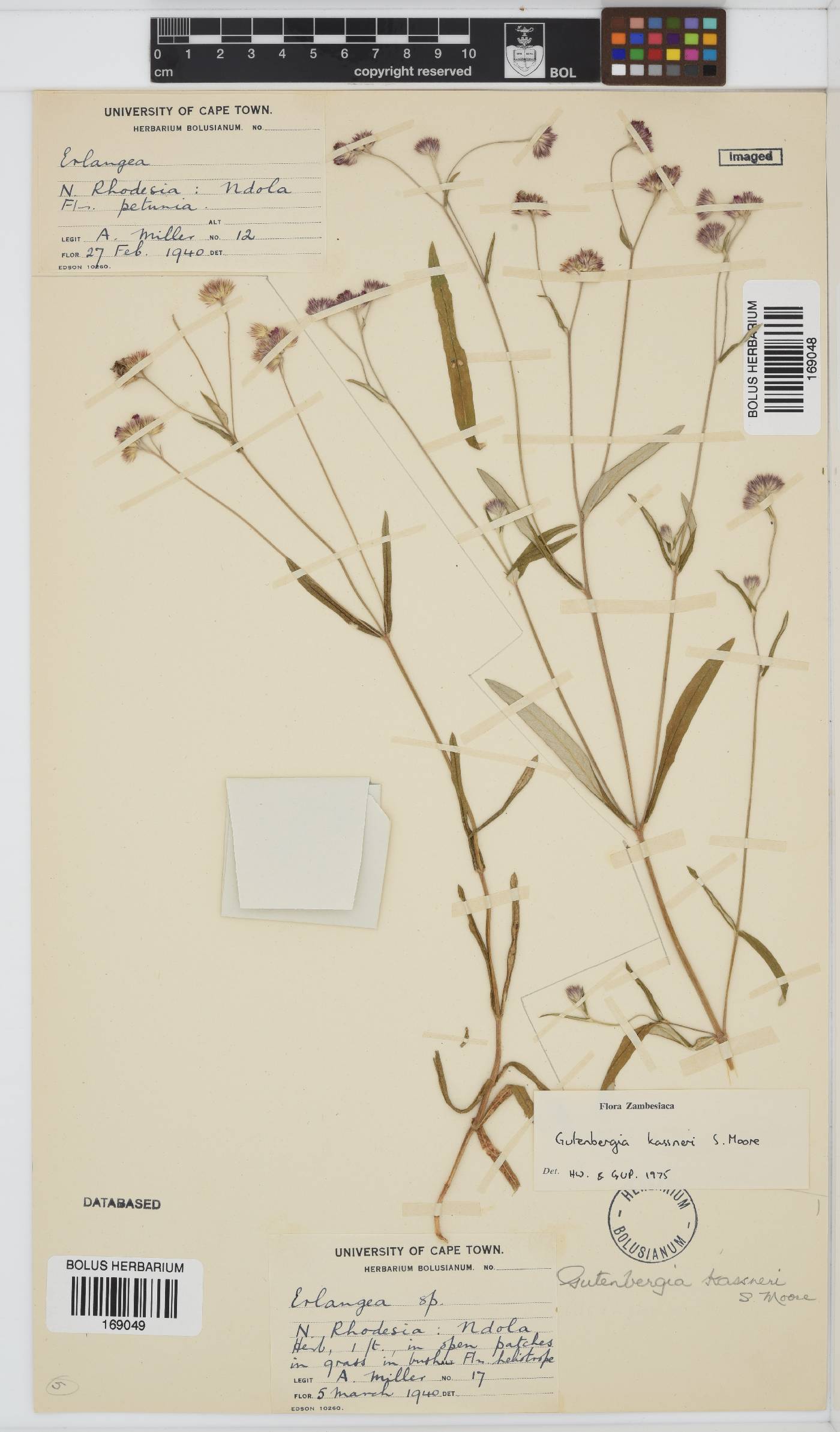 Gutenbergia kassneri image