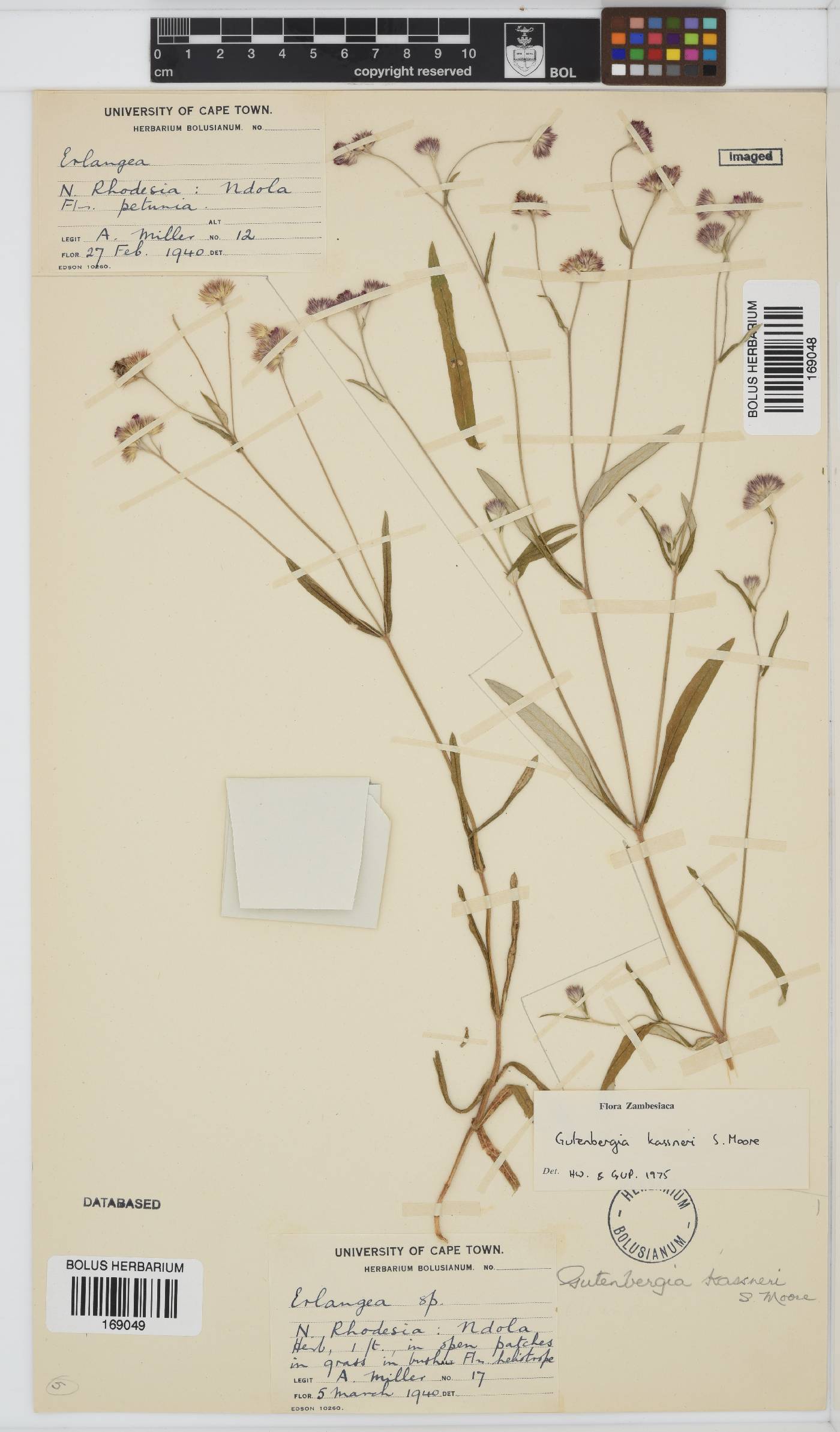 Gutenbergia kassneri image