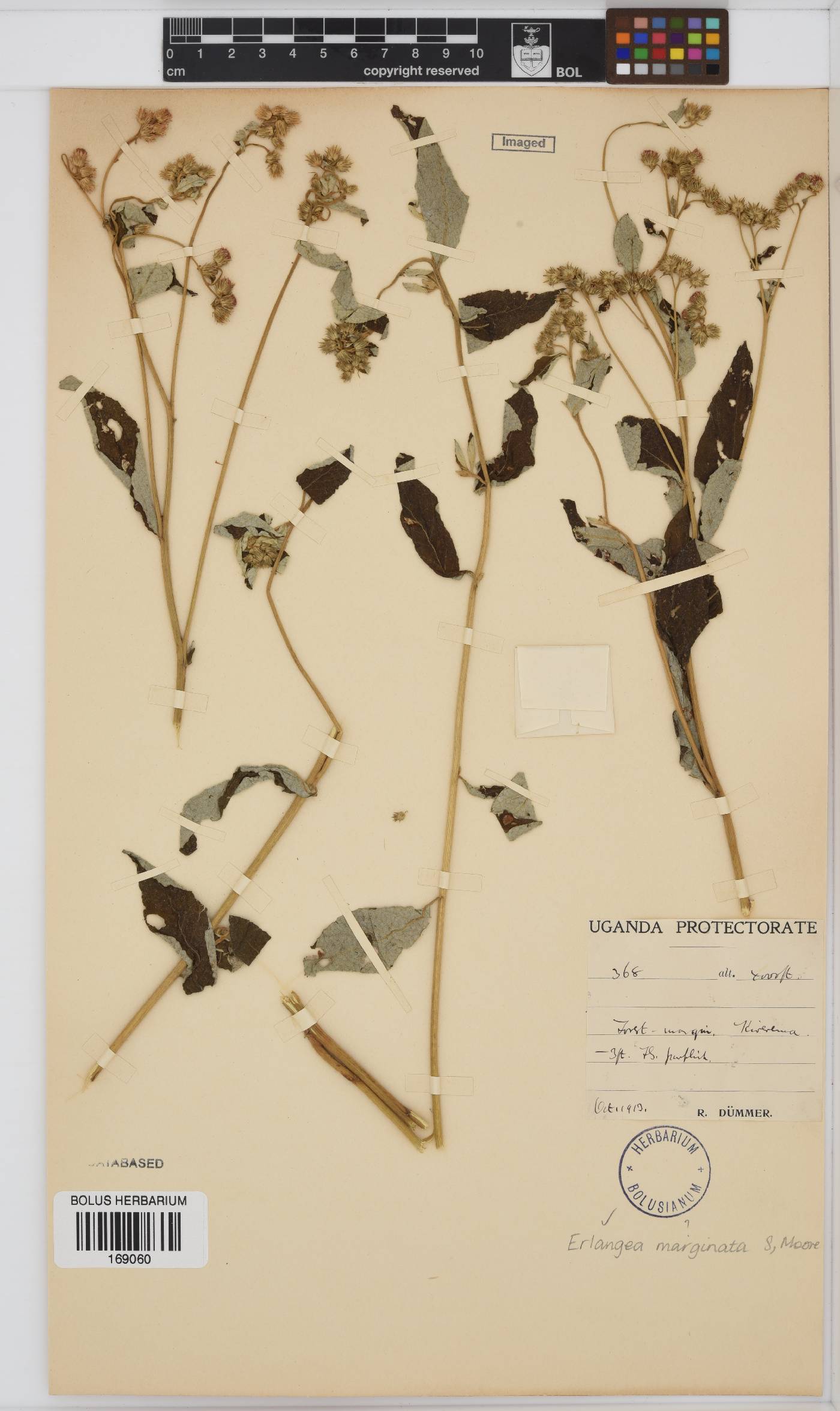Erlangea image