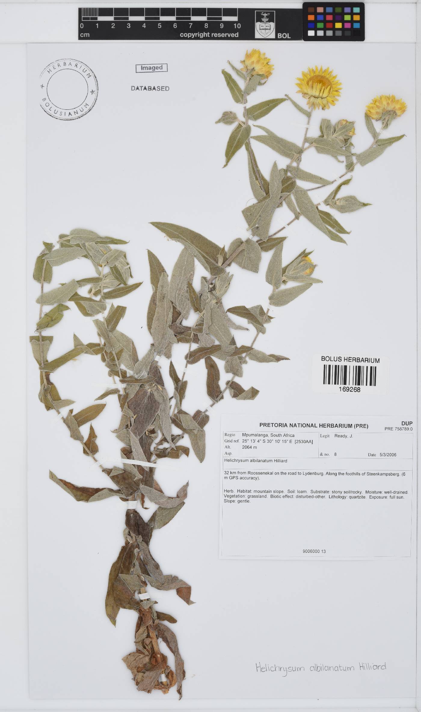 Helichrysum albilanatum image