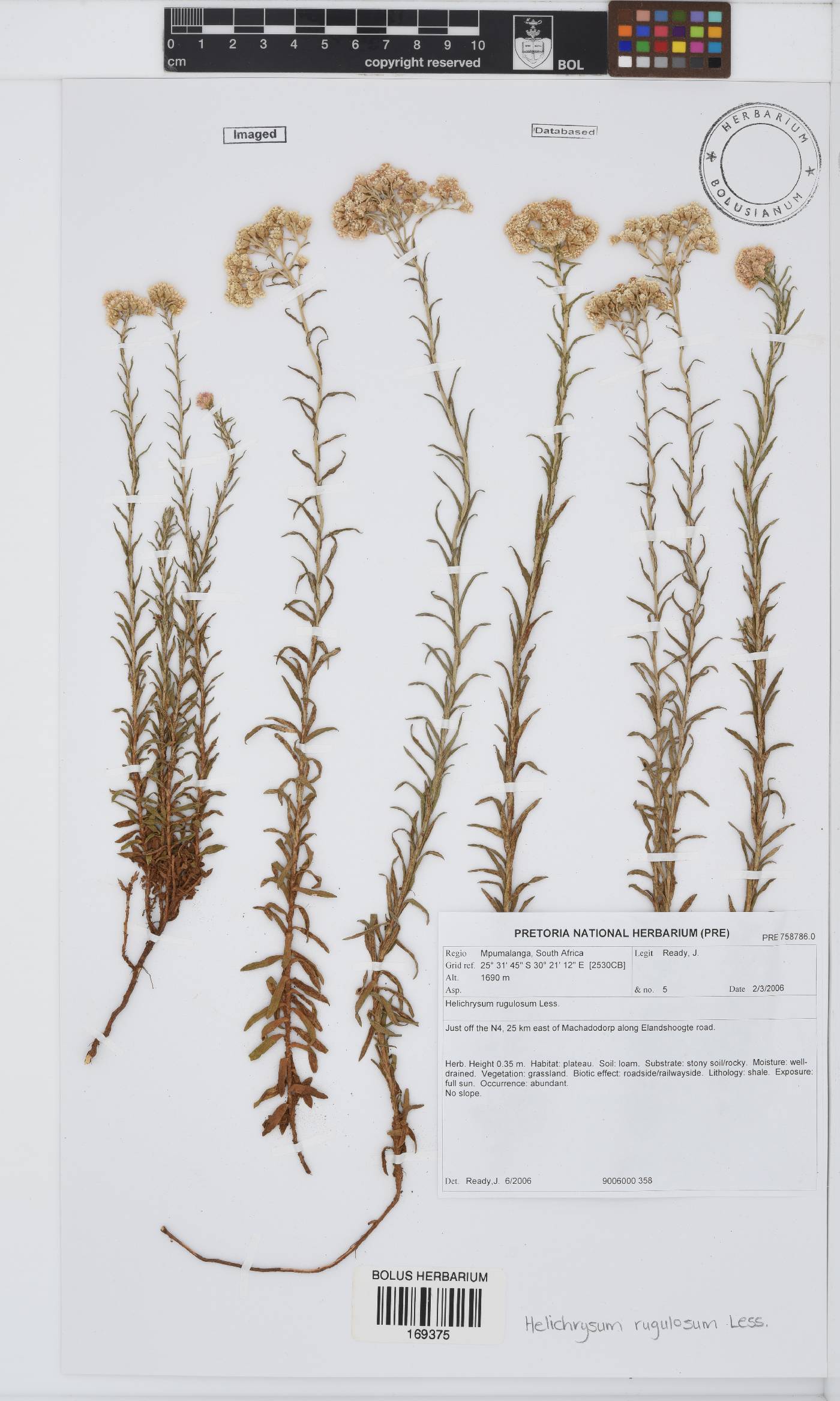 Helichrysum rugulosum image