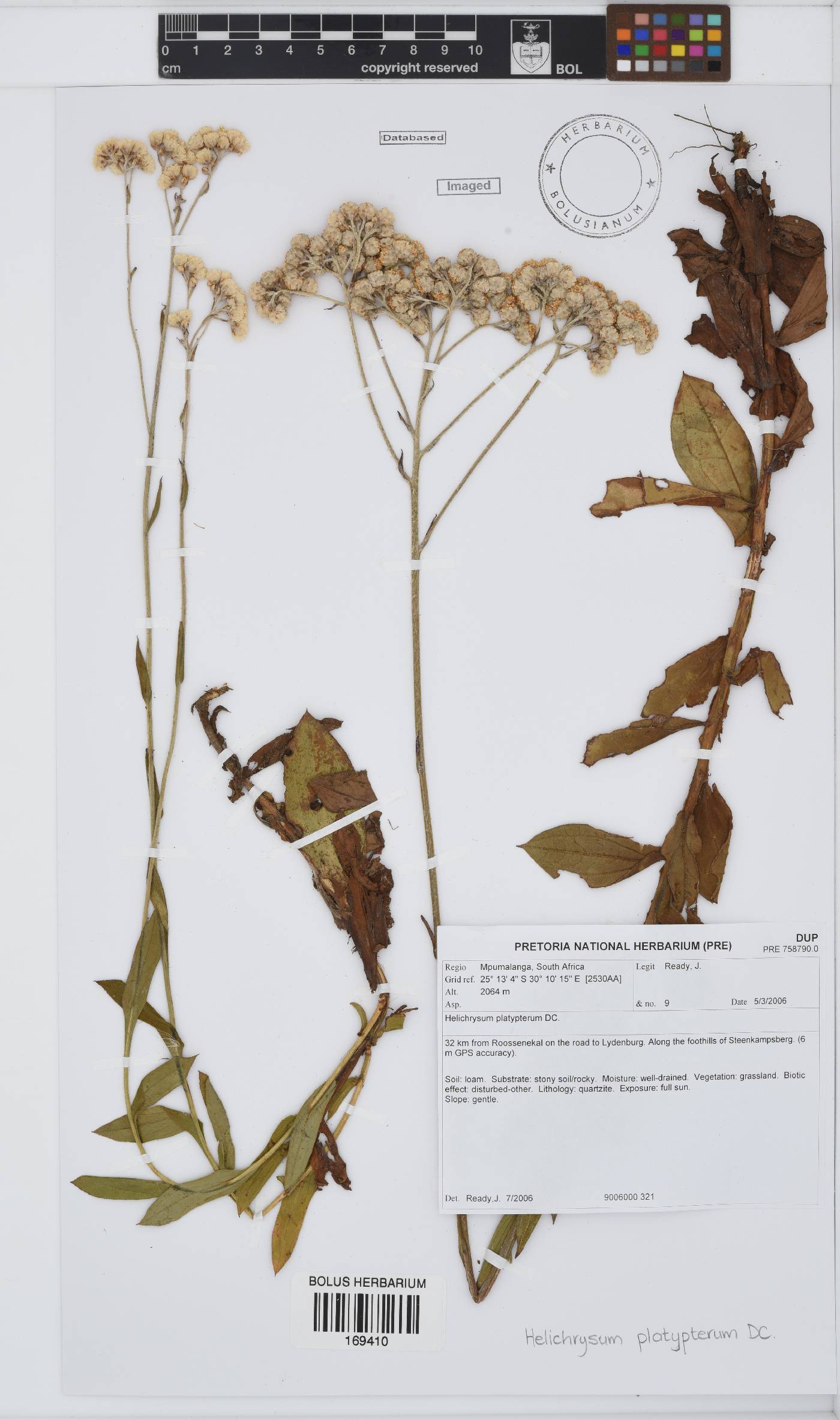 Helichrysum platypterum image