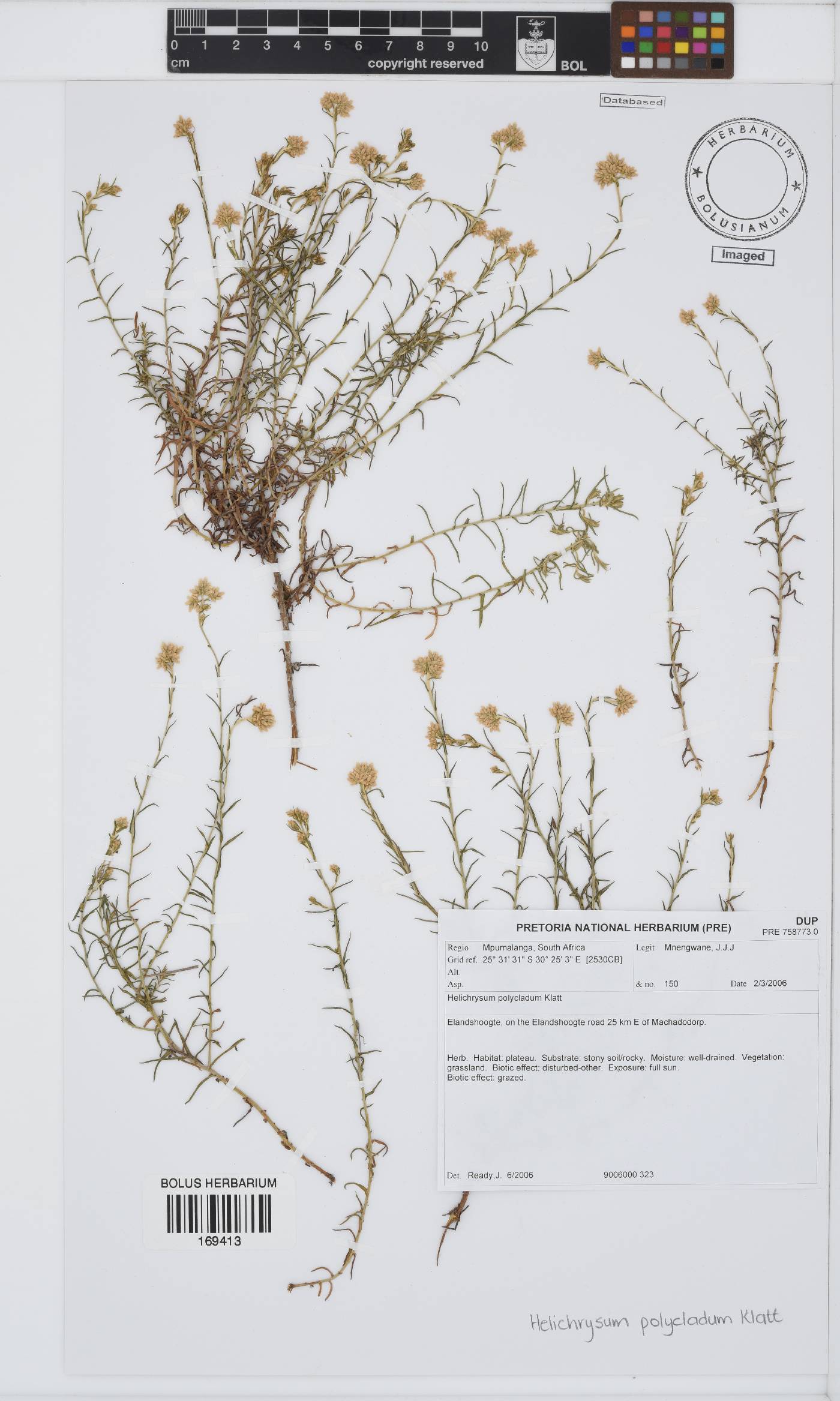 Helichrysum polycladum image