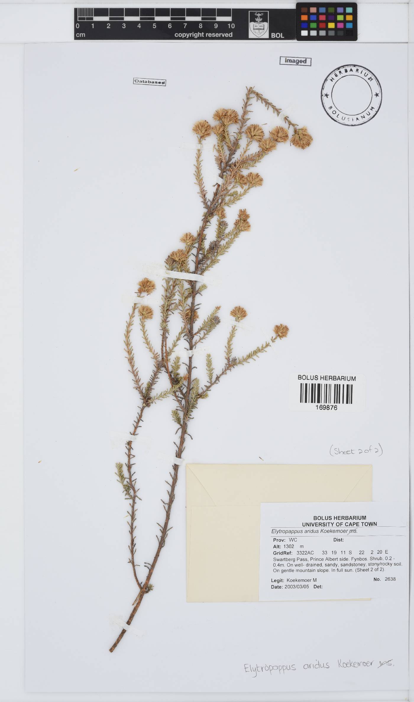 Elytropappus aridus image