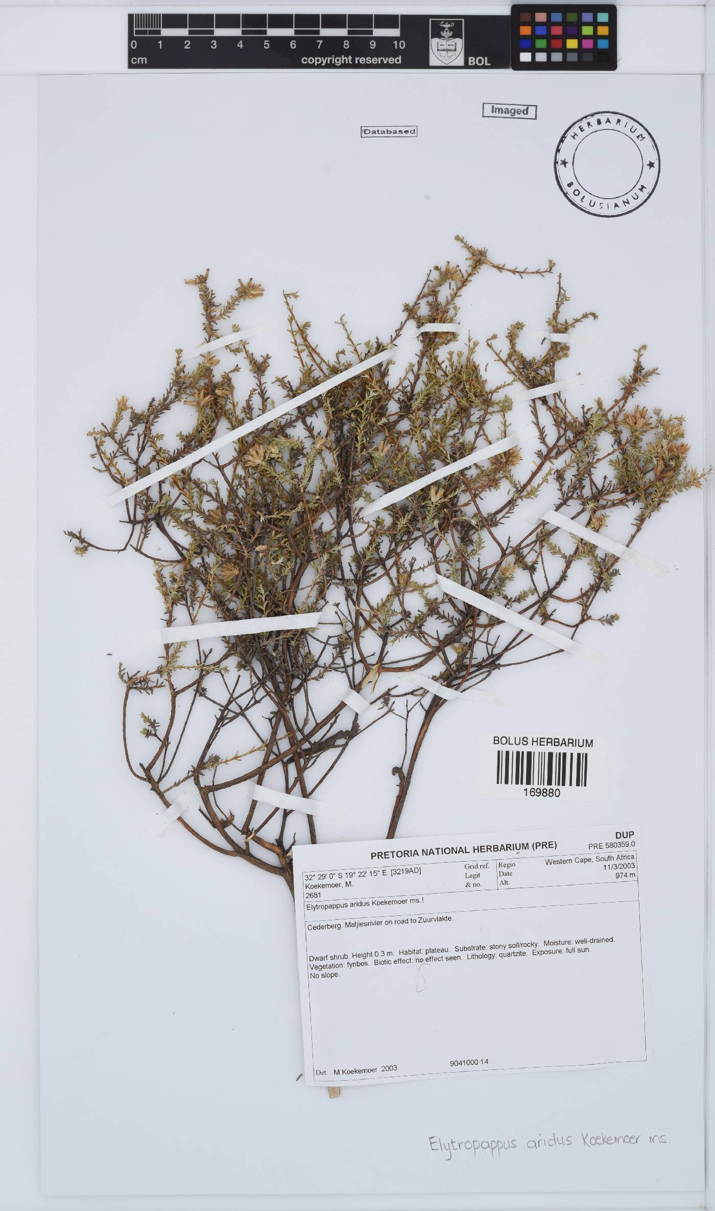 Elytropappus aridus image
