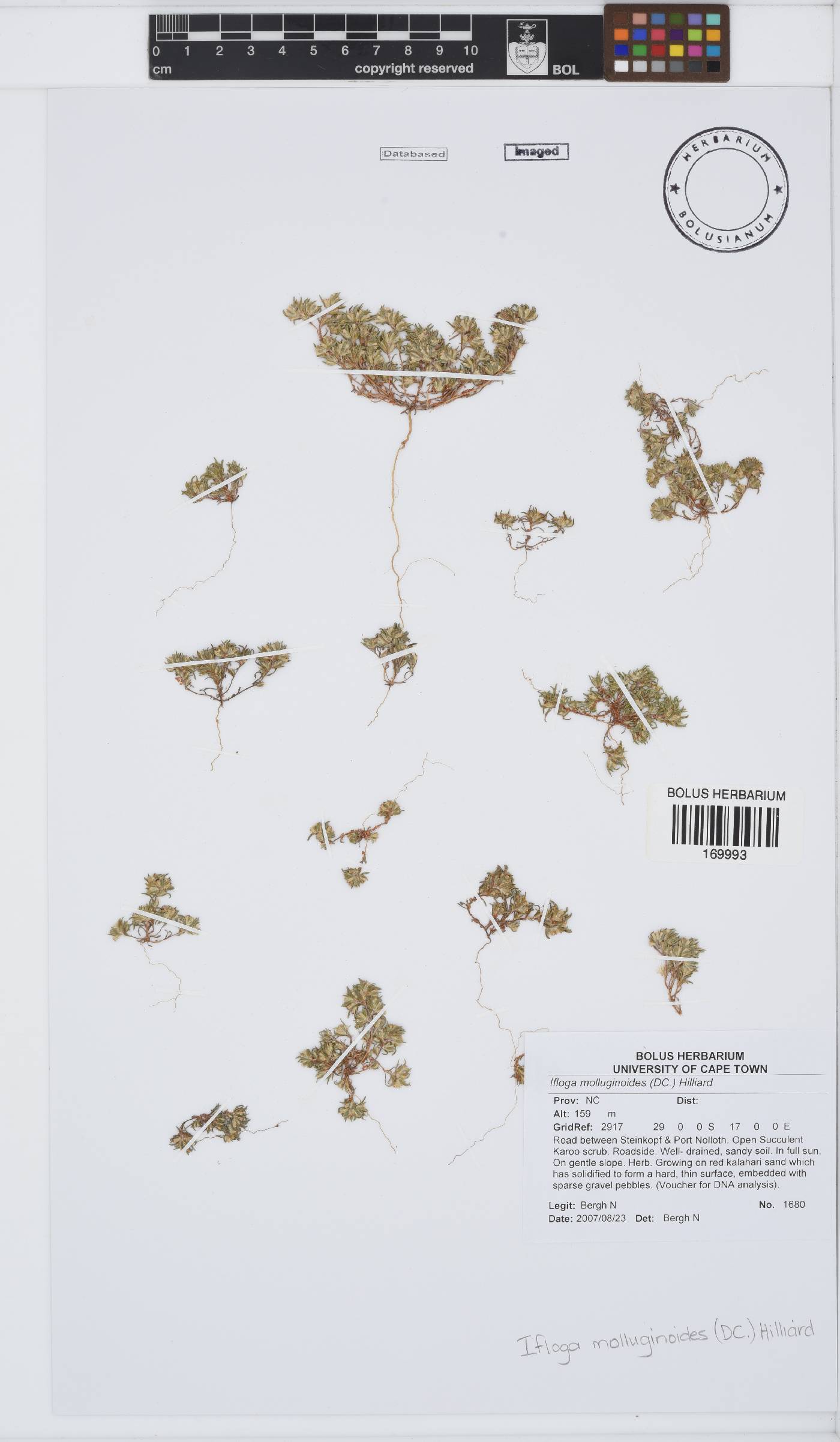 Ifloga molluginoides image