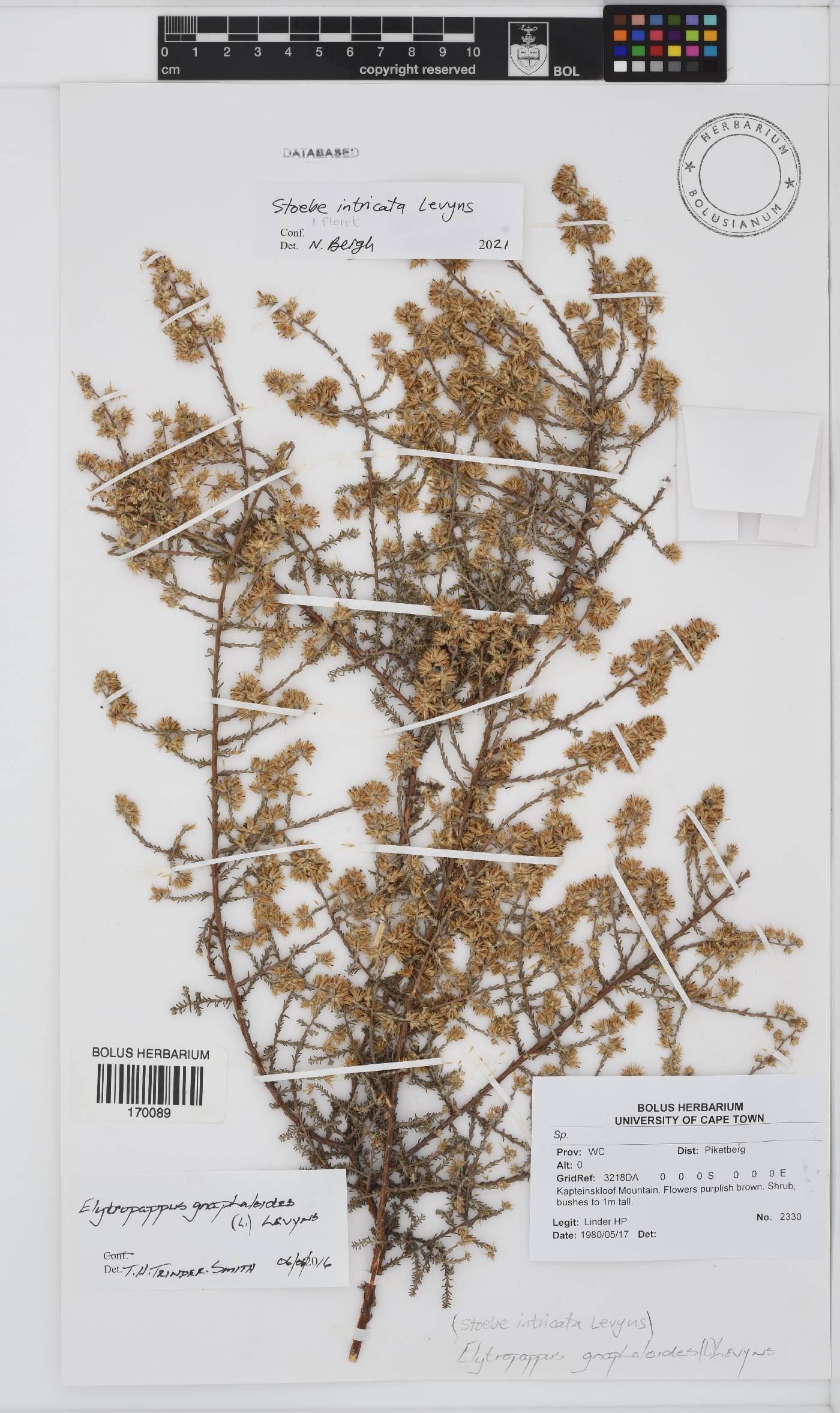 Myrovernix intricata image