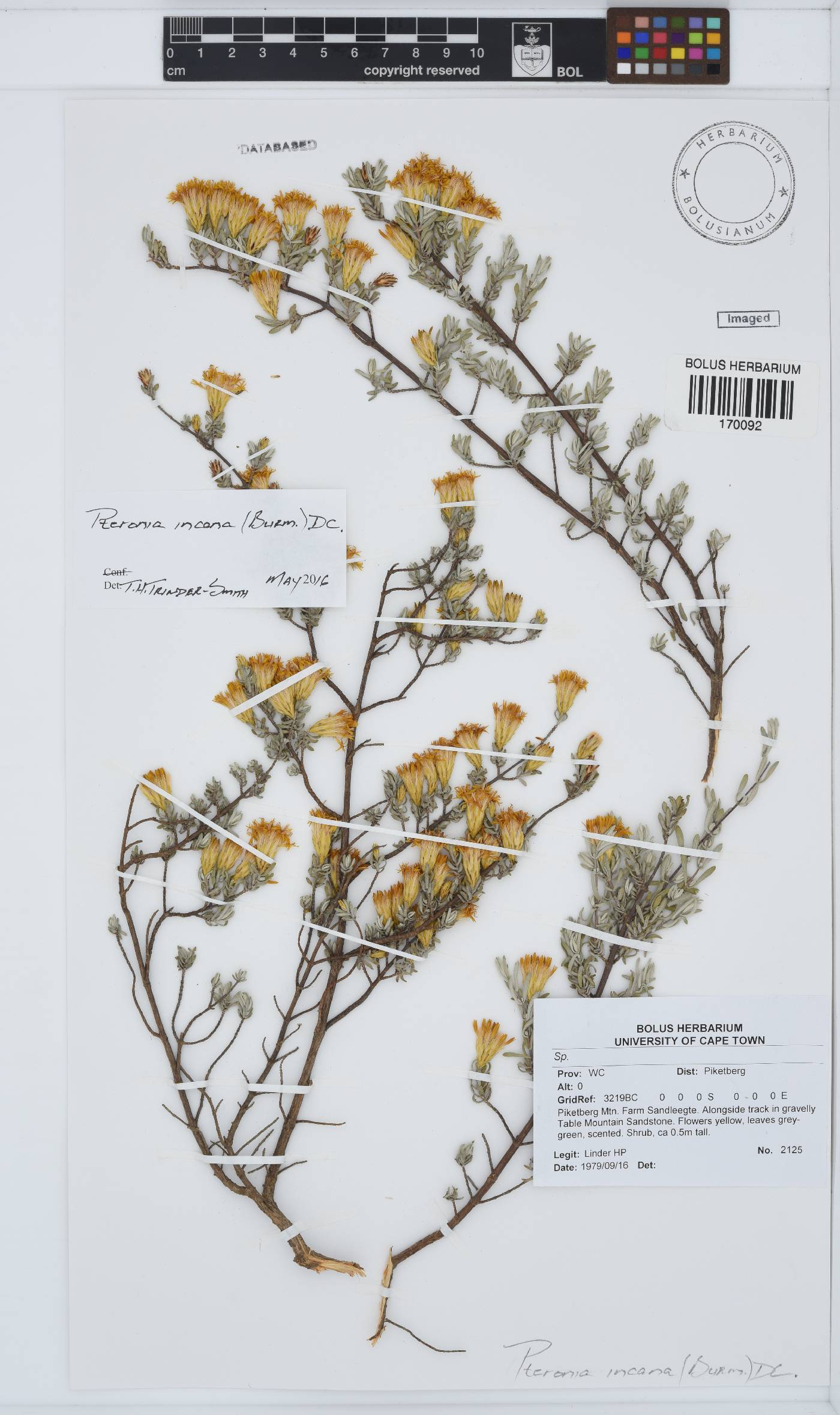 Pteronia incana image