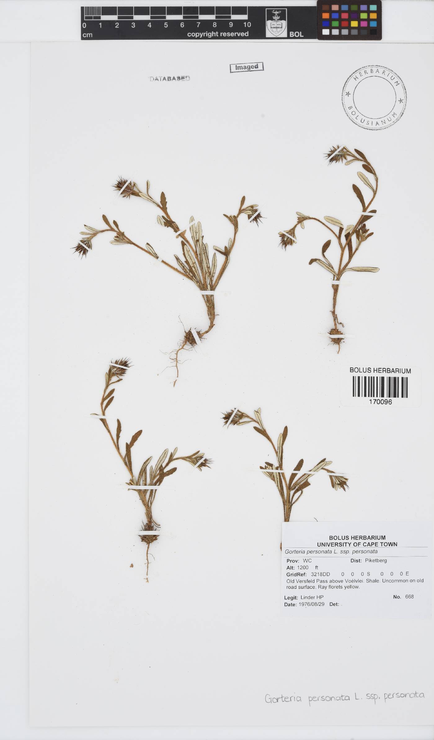 Gorteria personata image
