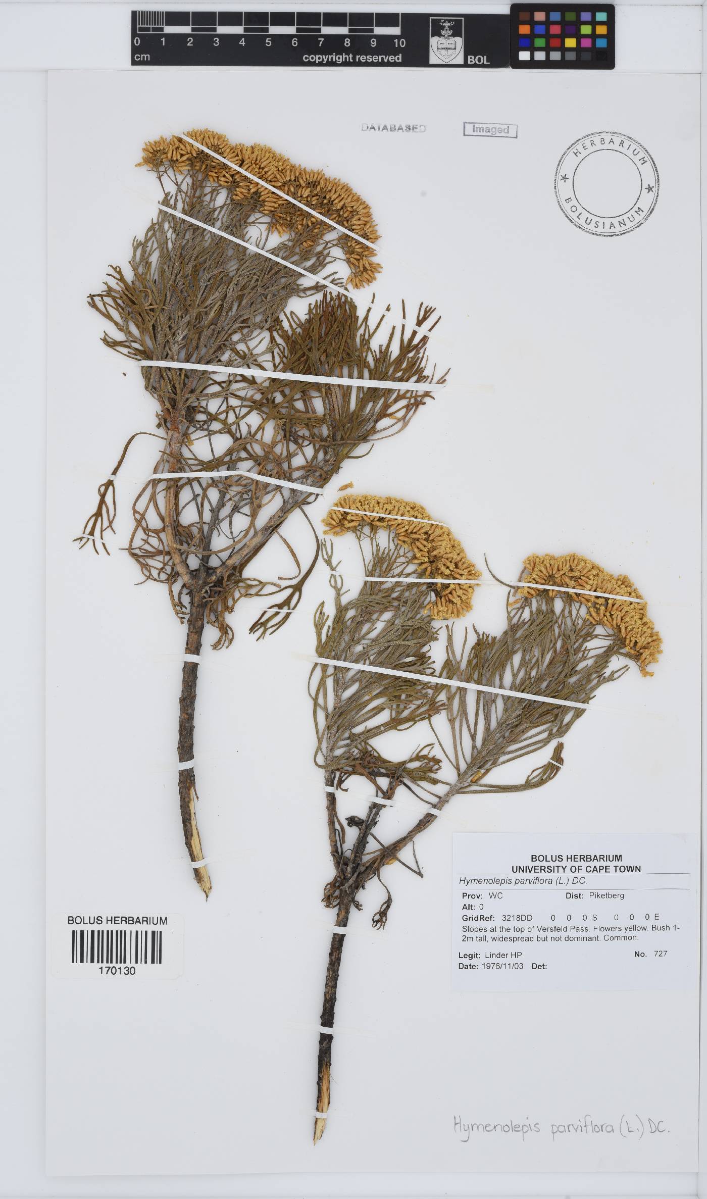 Hymenolepis image