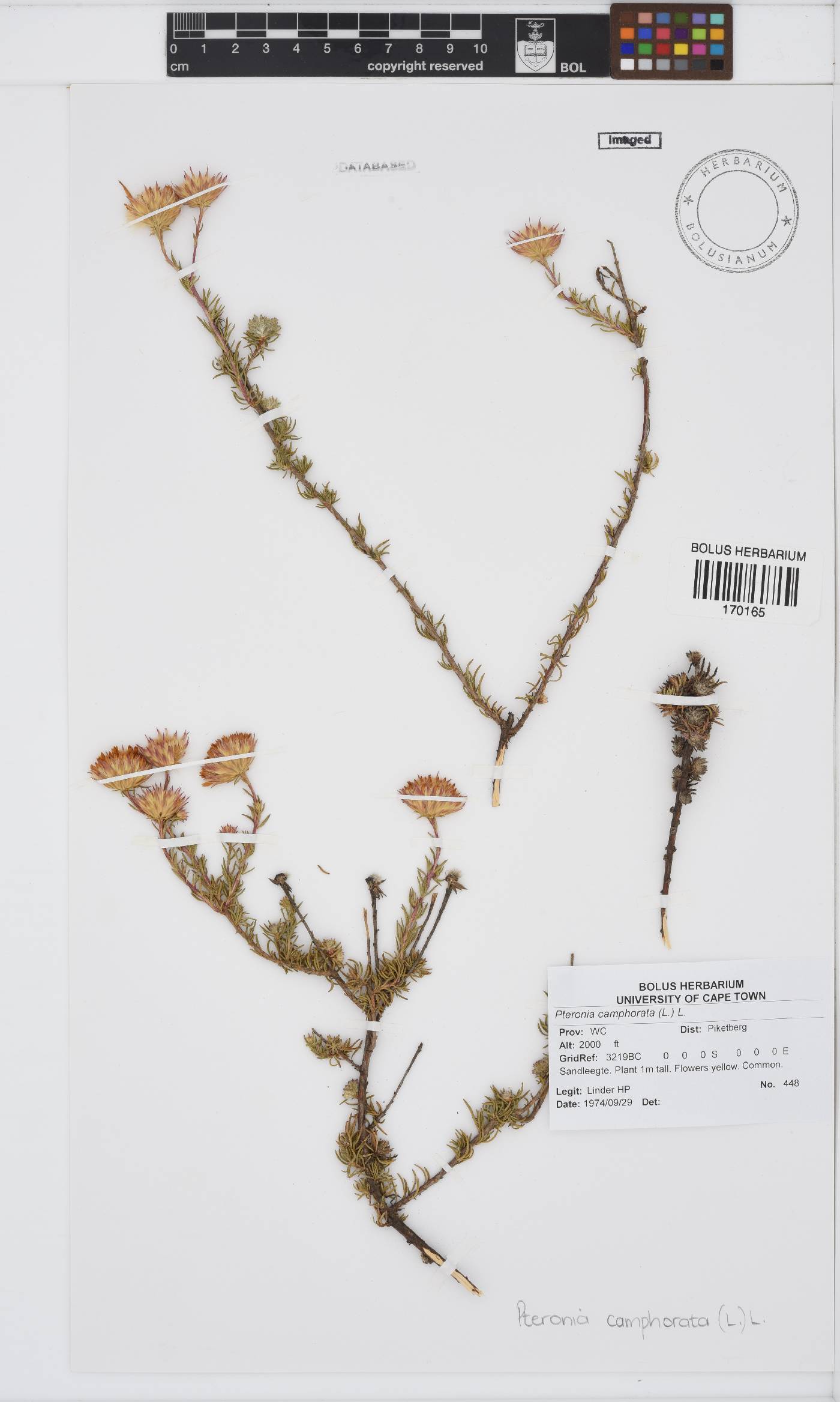 Pteronia camphorata image