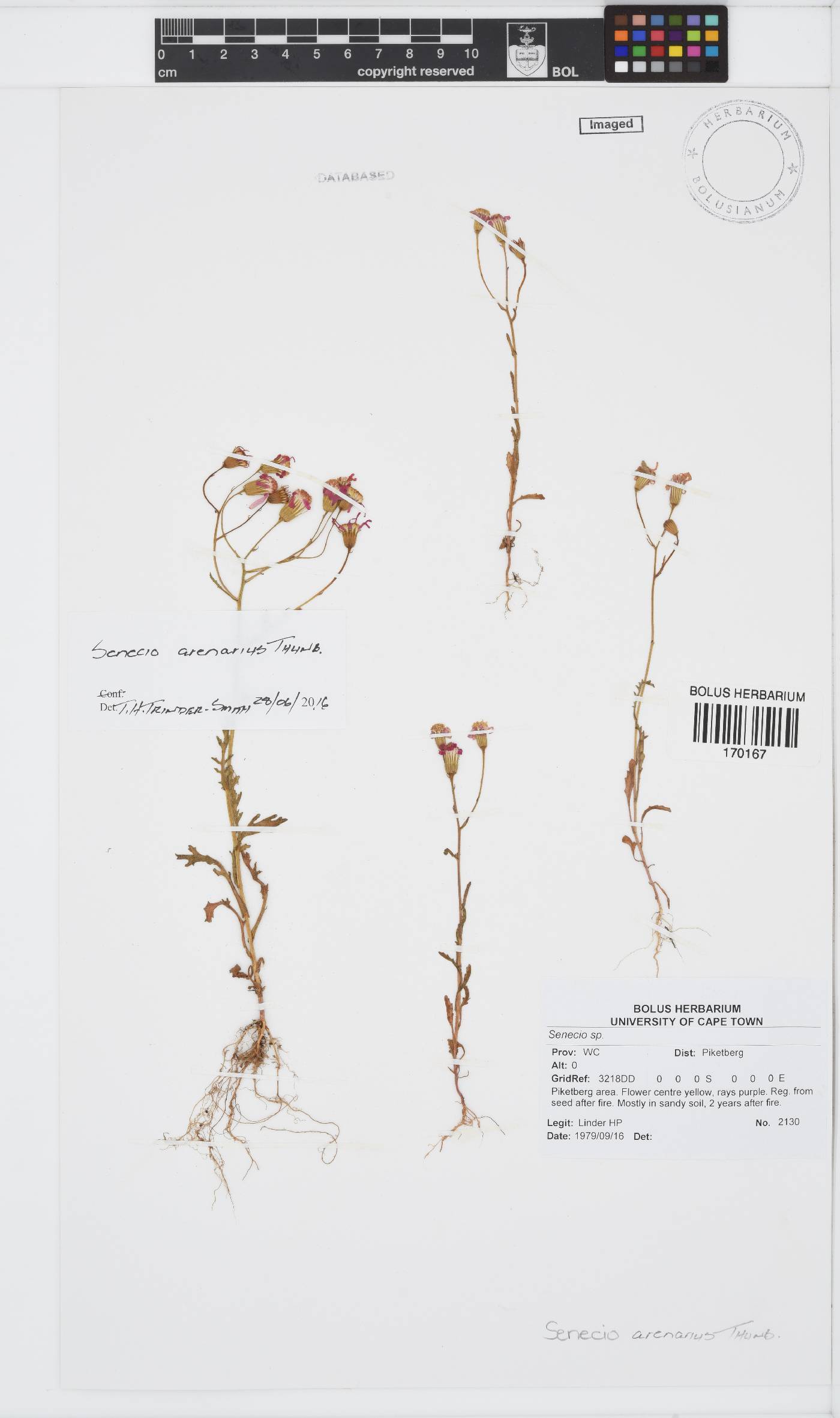 Senecio arenarius image