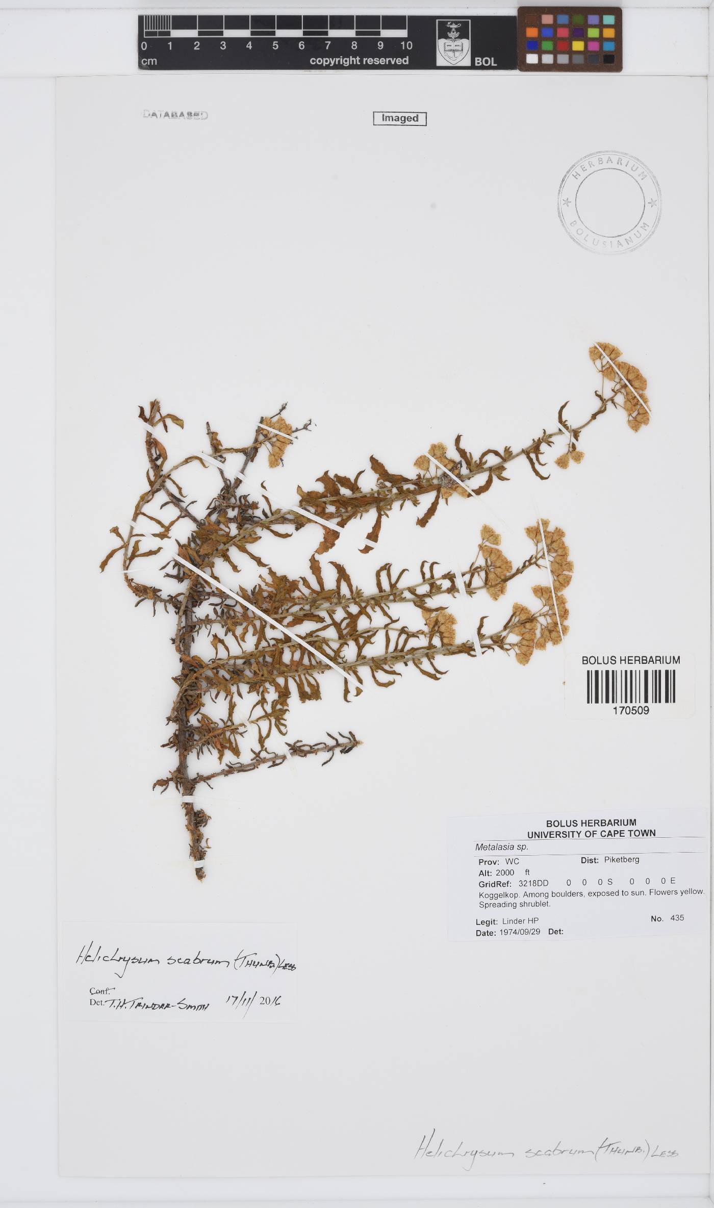 Helichrysum scabrum image