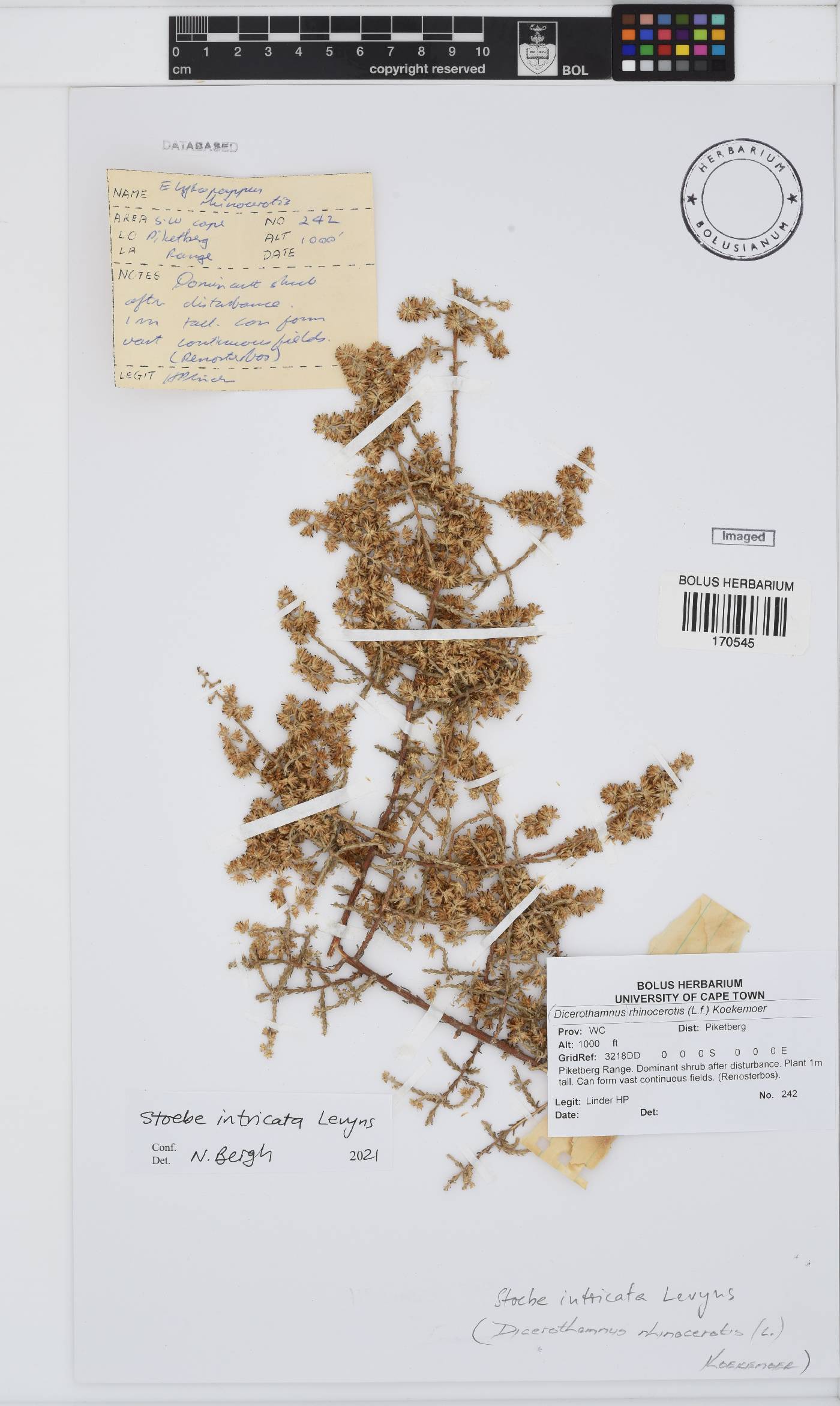 Myrovernix intricata image