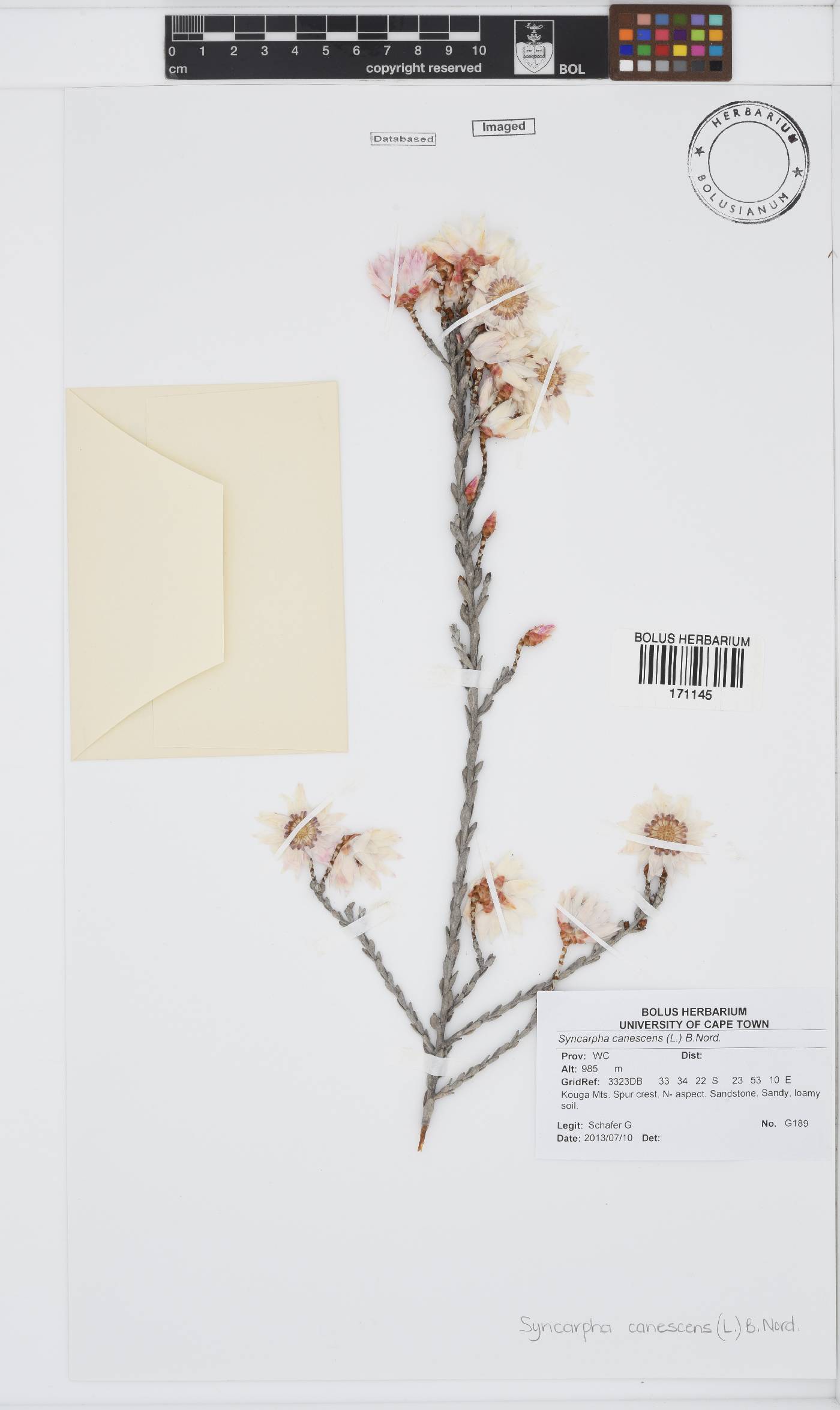 Syncarpha canescens image
