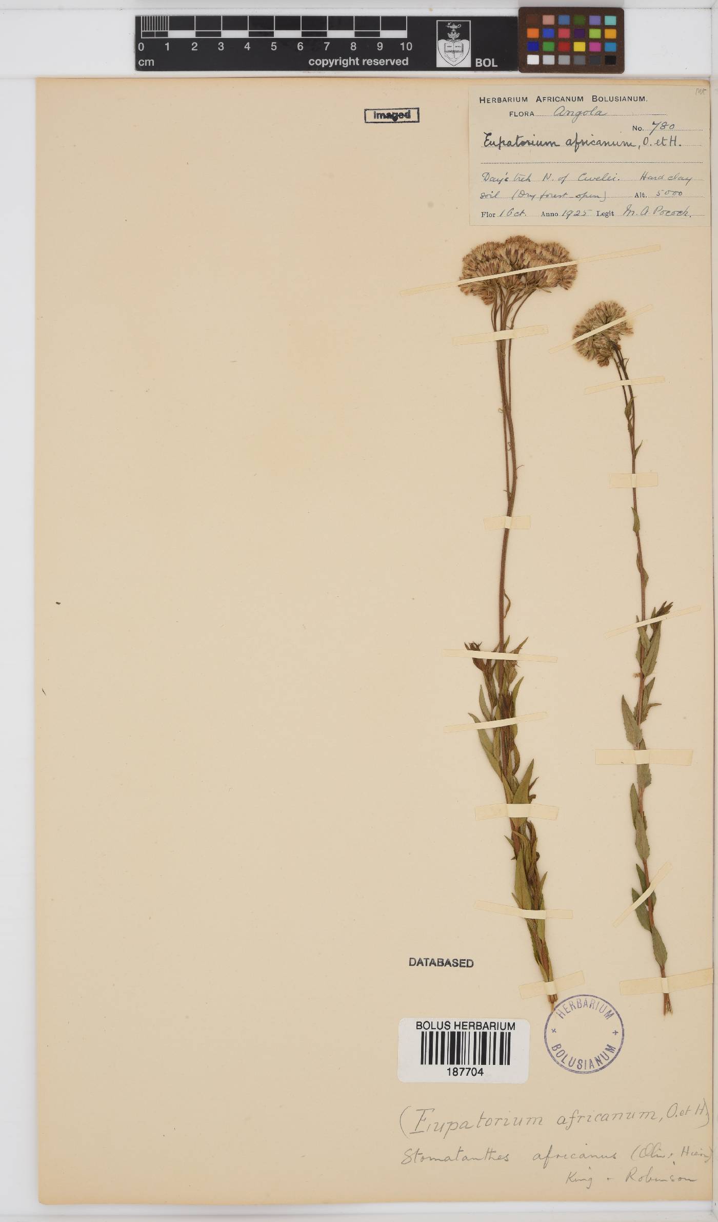 Stomatanthes africanus image