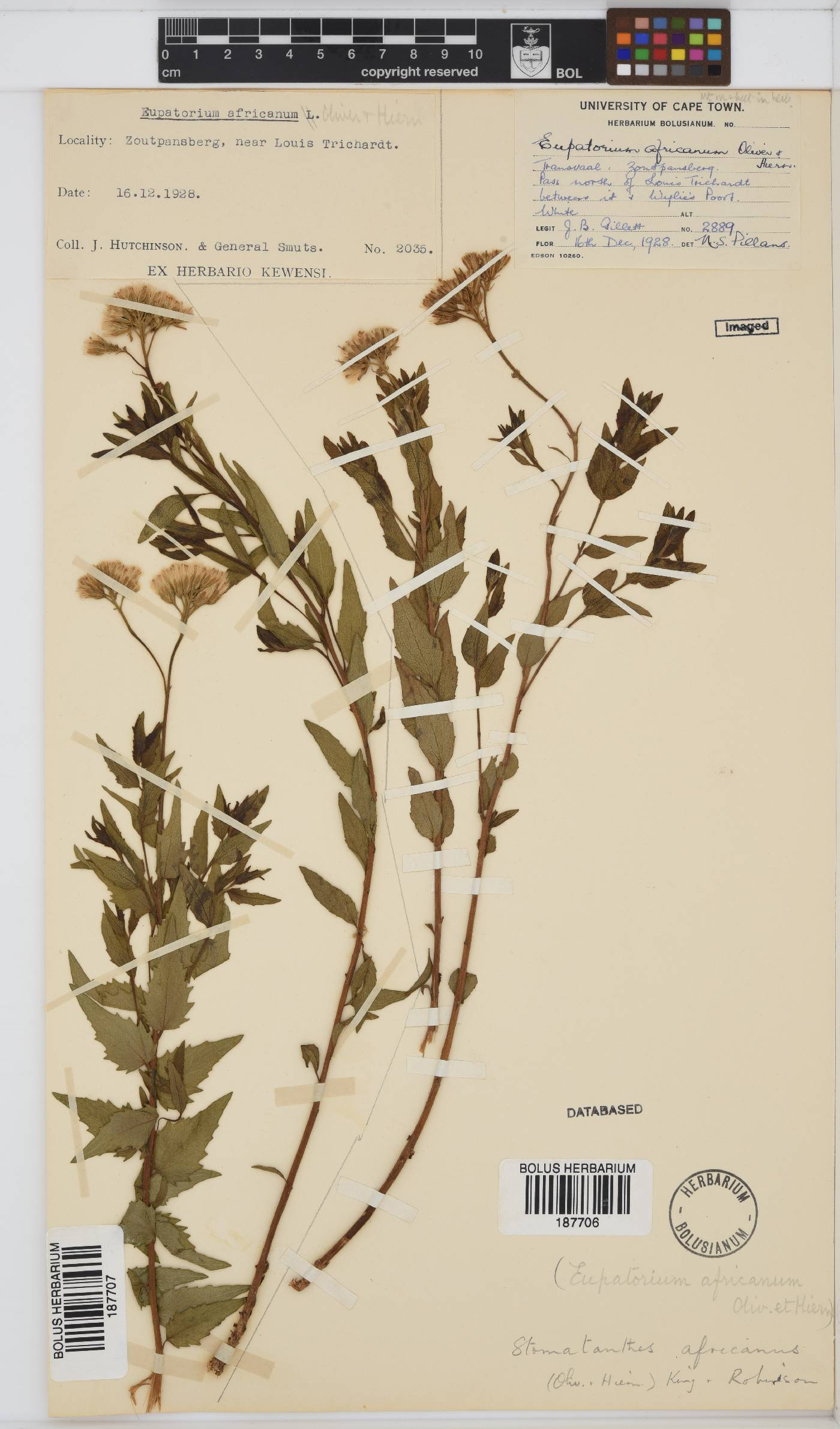 Stomatanthes africanus image