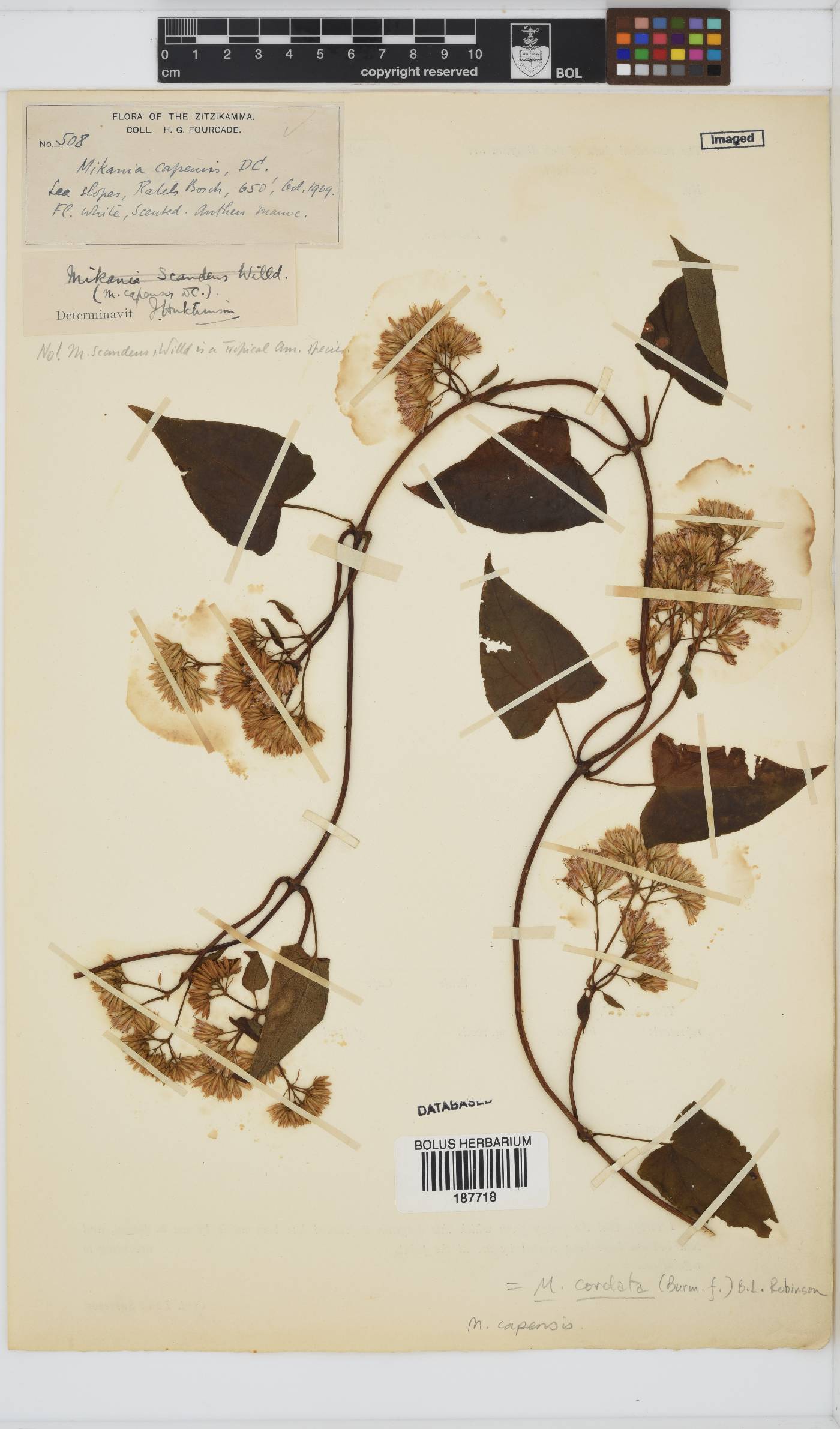 Mikania capensis image