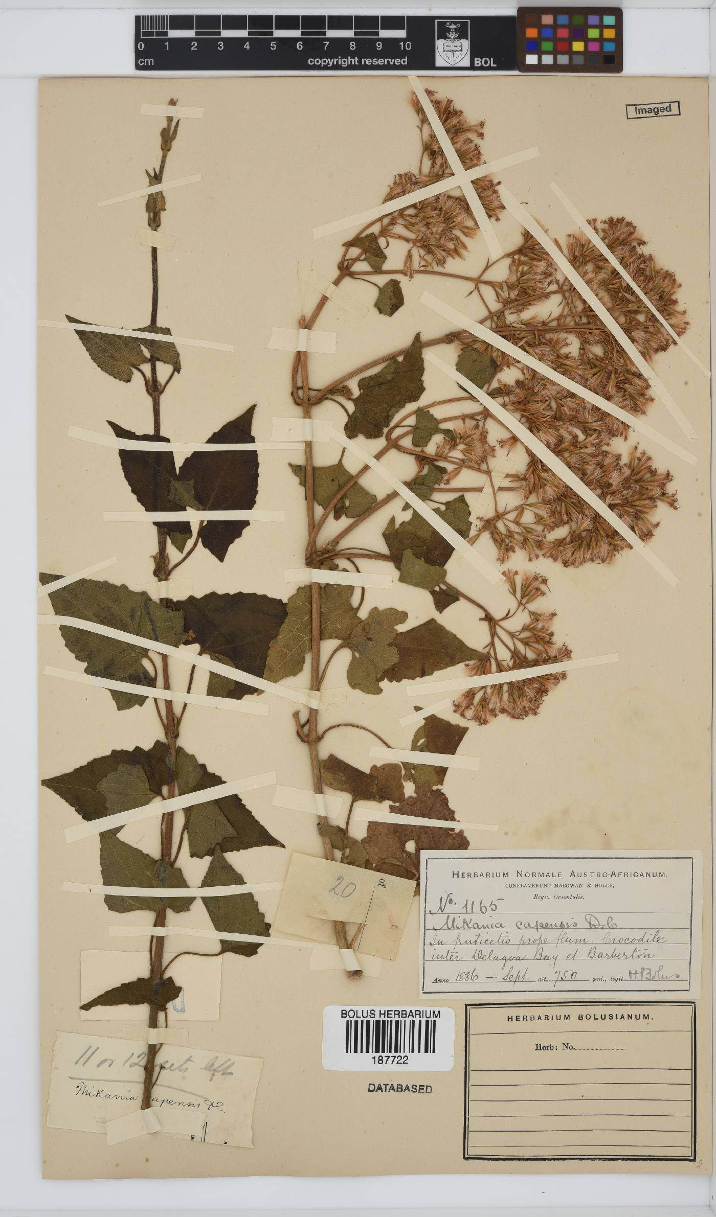 Mikania natalensis image